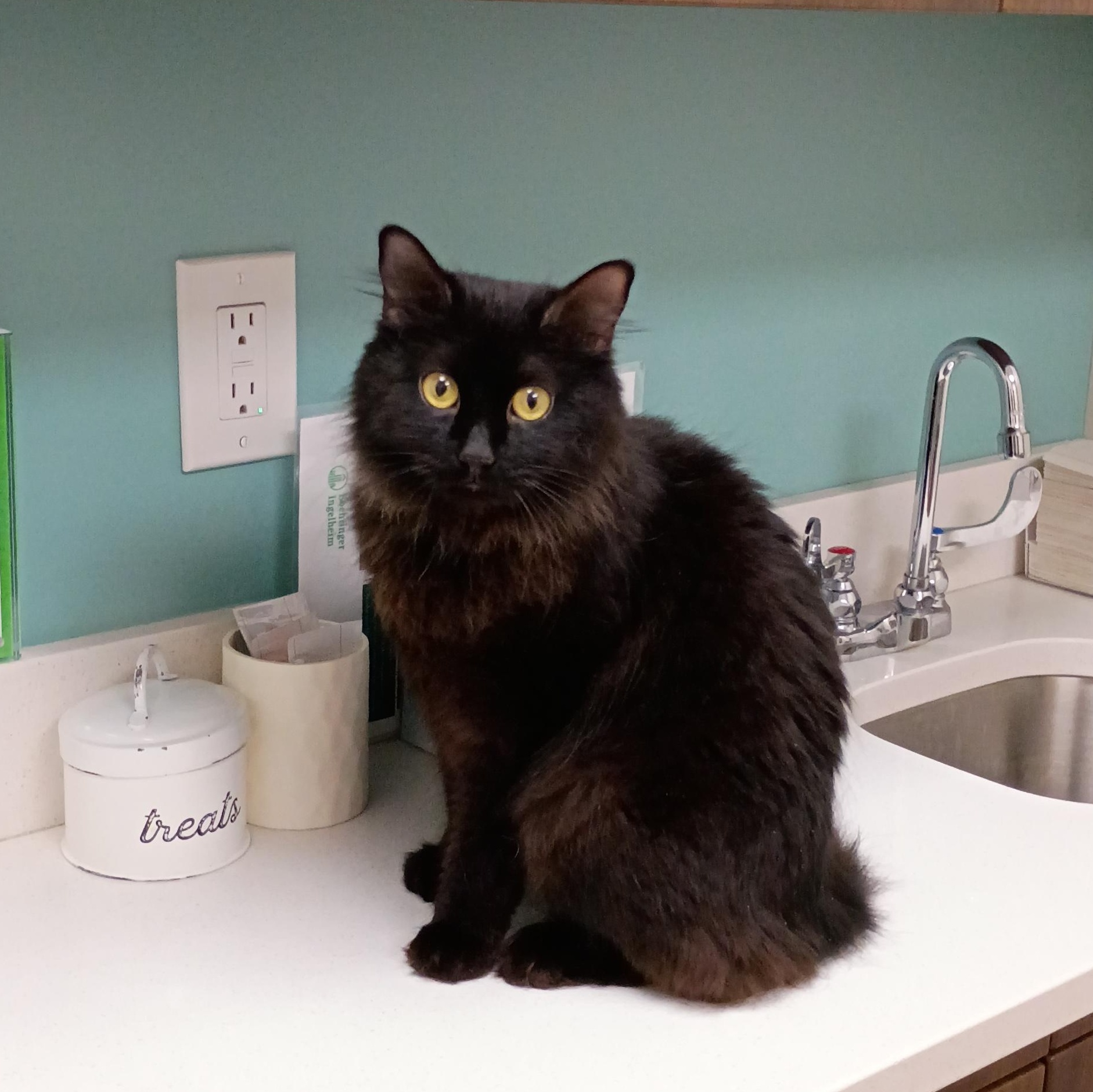 Barbie, ADOPTABLE, Adult Female Domestic Long Hair.