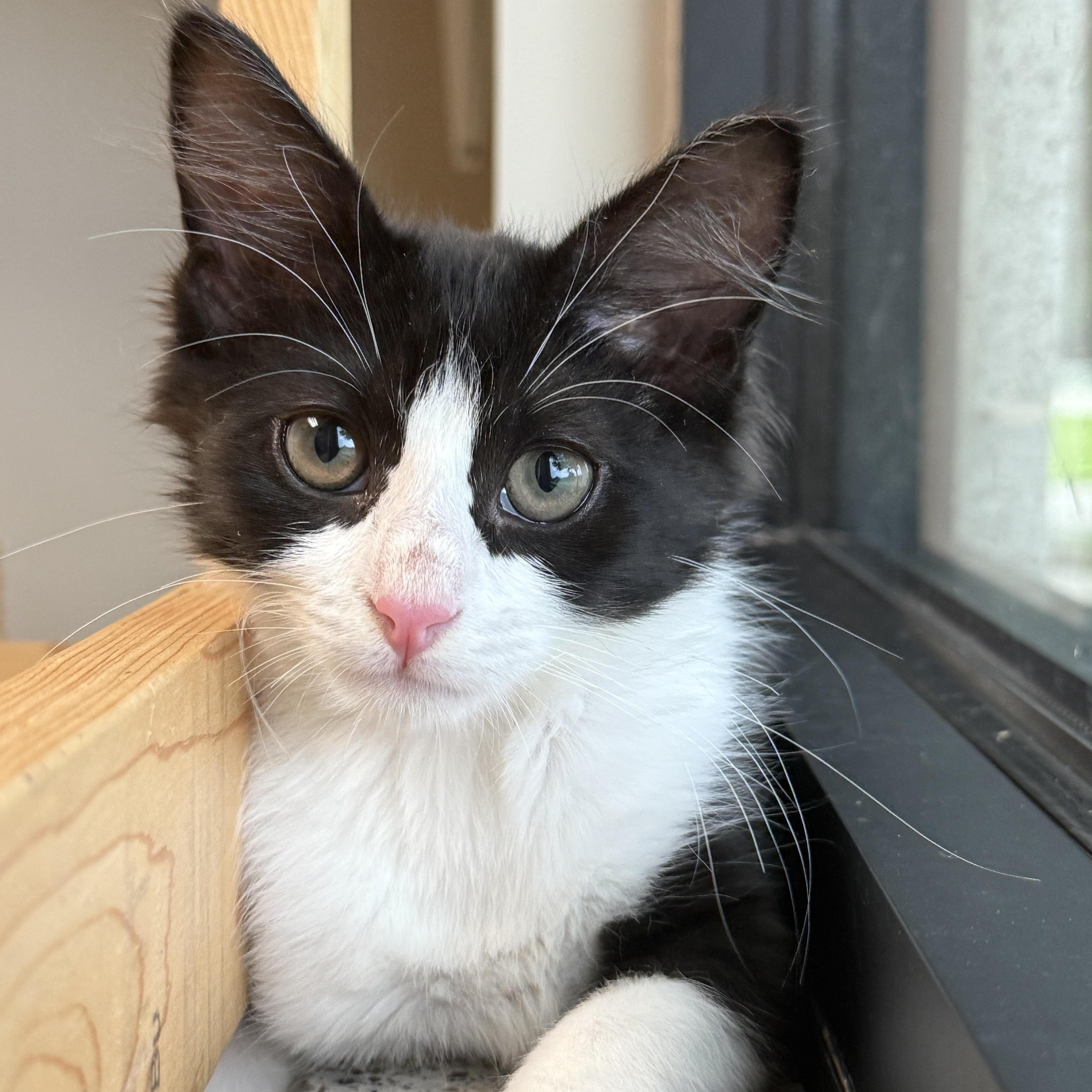 Enlarge Tom, a ADOPTABLE Domestic Medium Hair in Friendswood, TX image 1/2