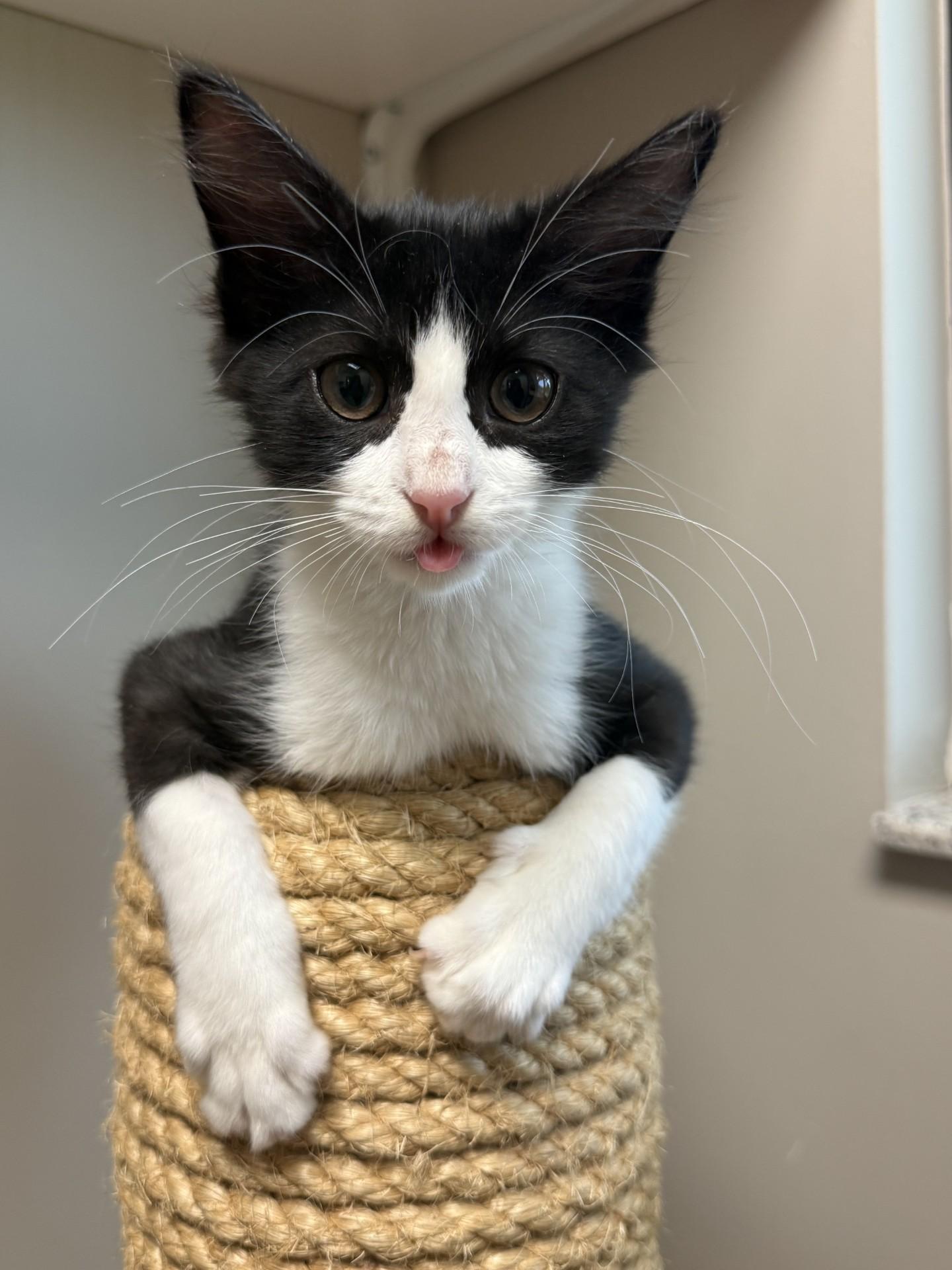 Enlarge Tom, a ADOPTABLE Domestic Medium Hair in Friendswood, TX image 2/2