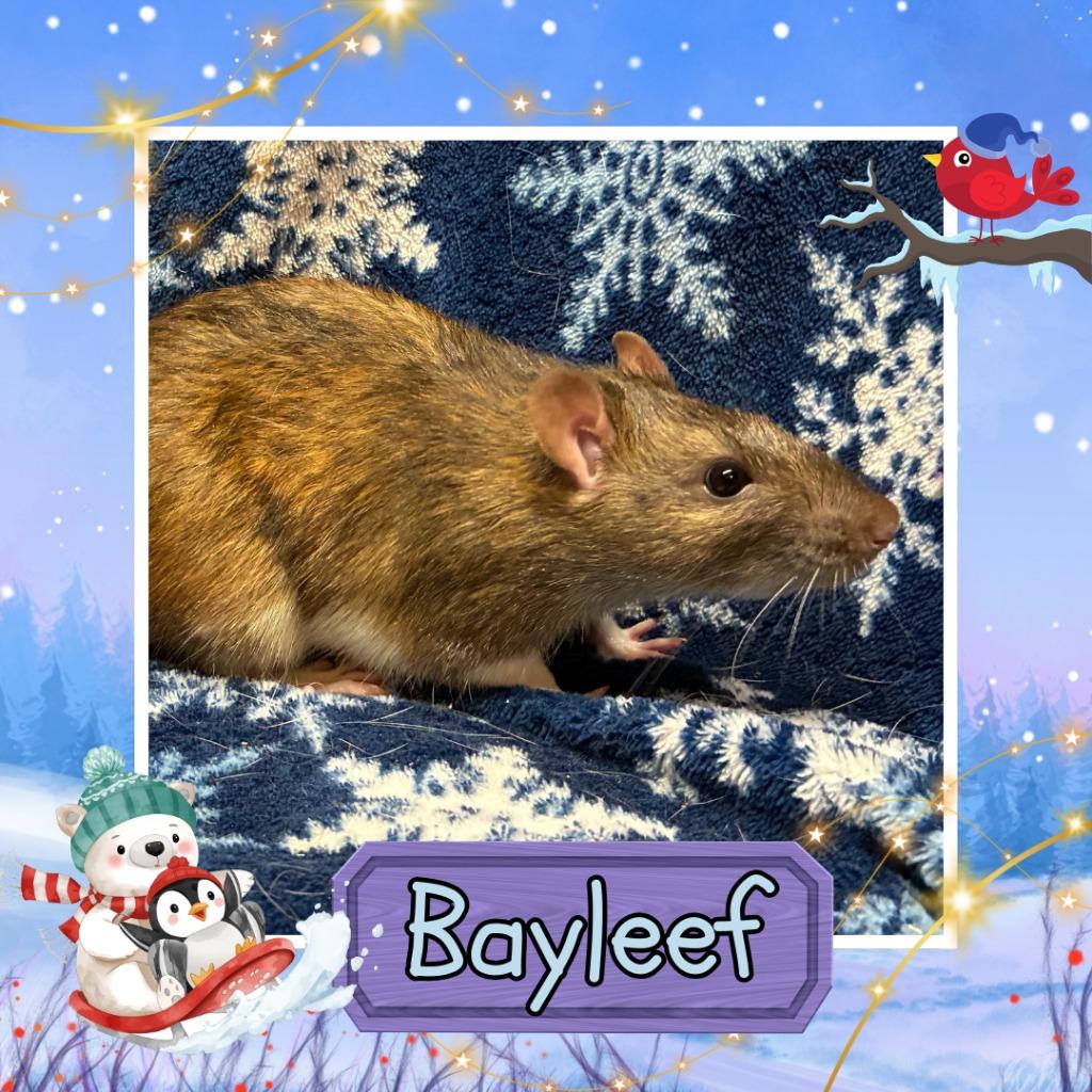 Bayleef, Adoptable, Young Male Rat.