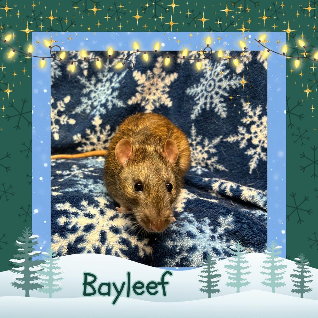 Enlarge Bayleef, a Adopted Rat in Elizabethtown, KY image 2/3