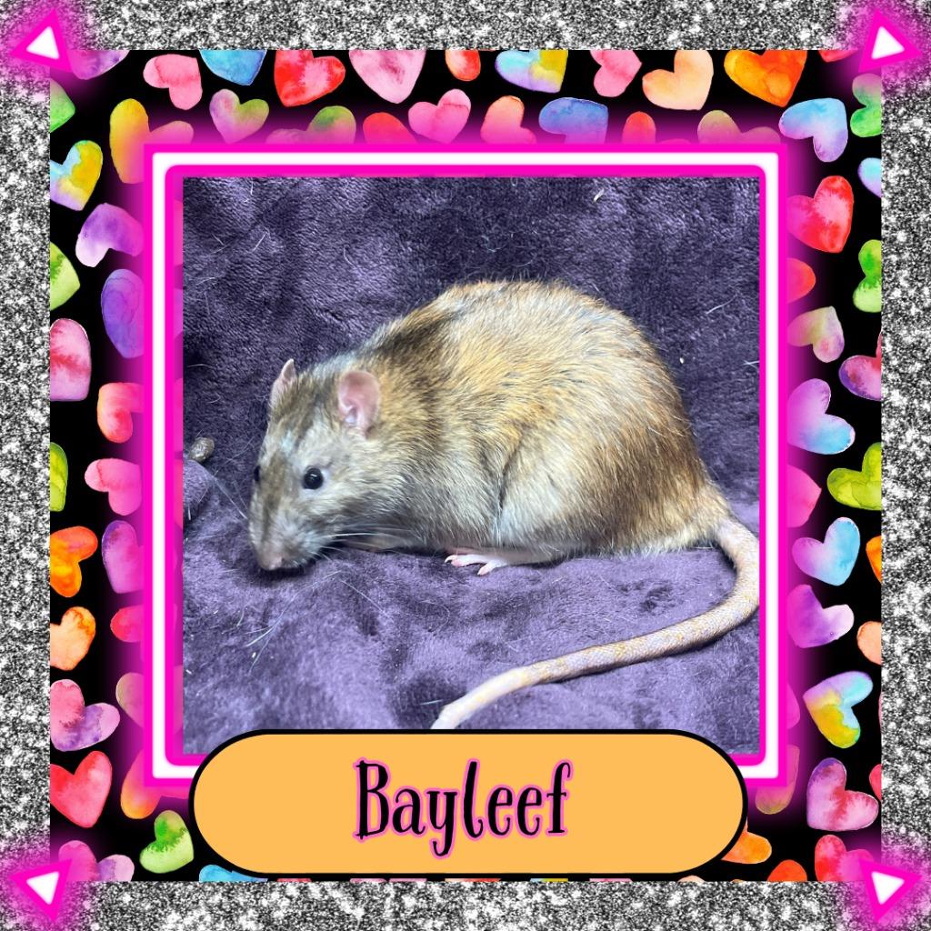 Enlarge Bayleef, a Adopted Rat in Elizabethtown, KY image 3/3