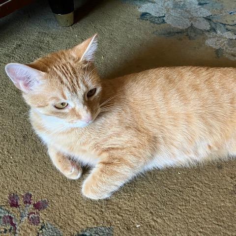 Magma — thumbnail 3