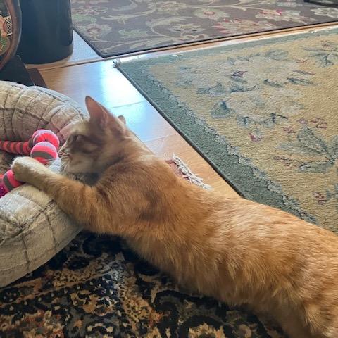 Magma — thumbnail 4