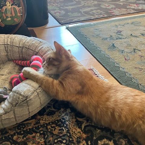 Magma — thumbnail 5