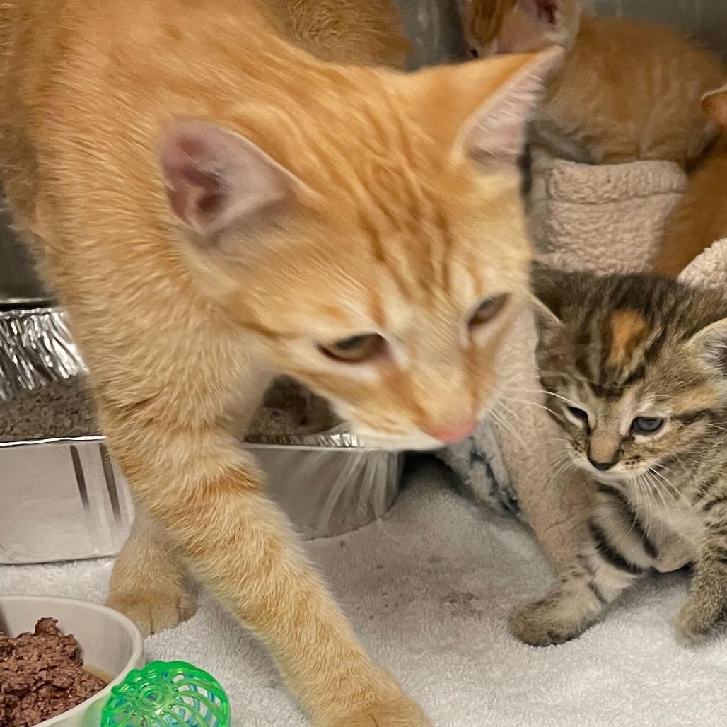 Magma — thumbnail 6