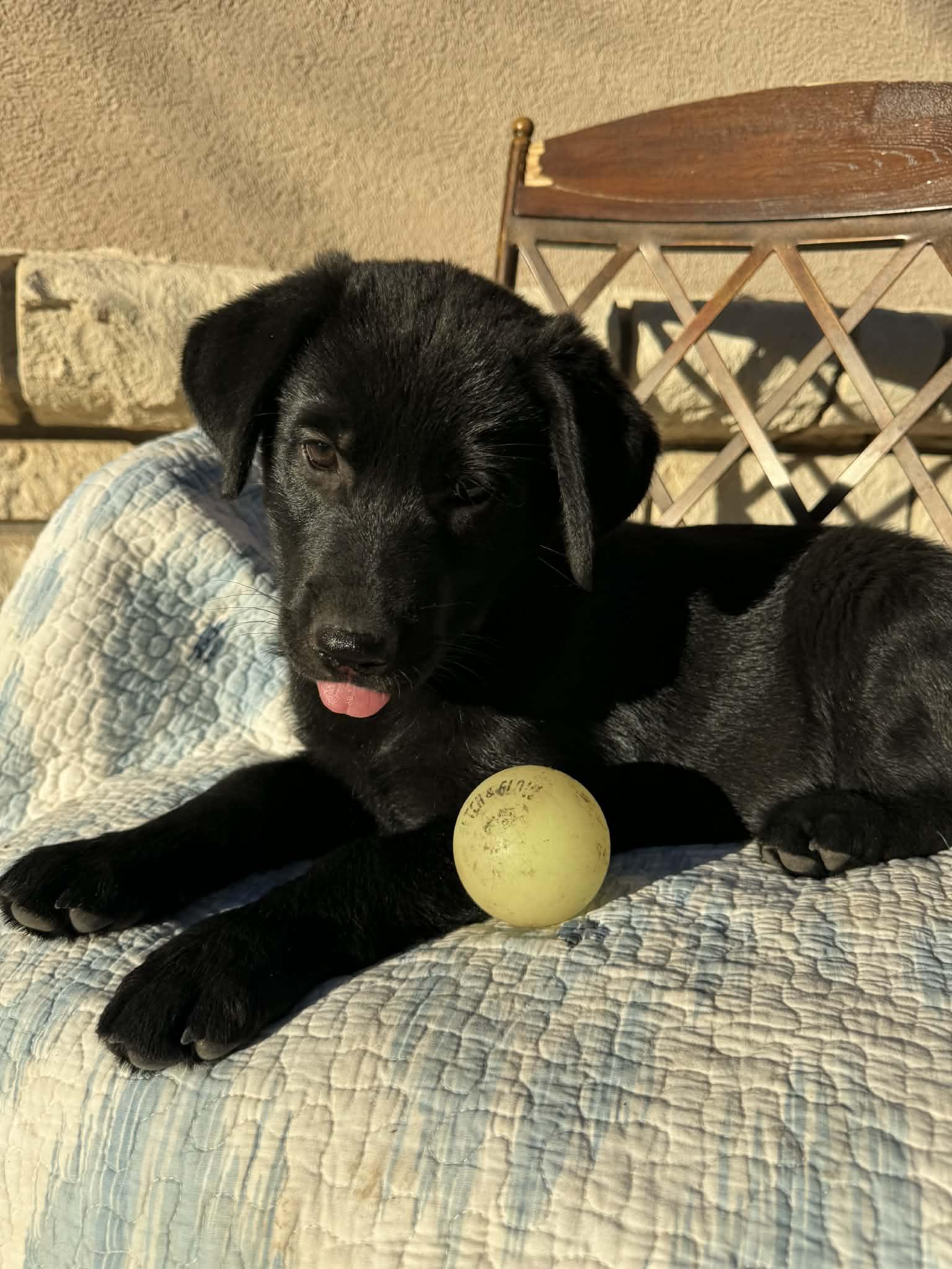 Enlarge Sasha, a Adoptable mixed breed in Atlanta, GA image 5/6