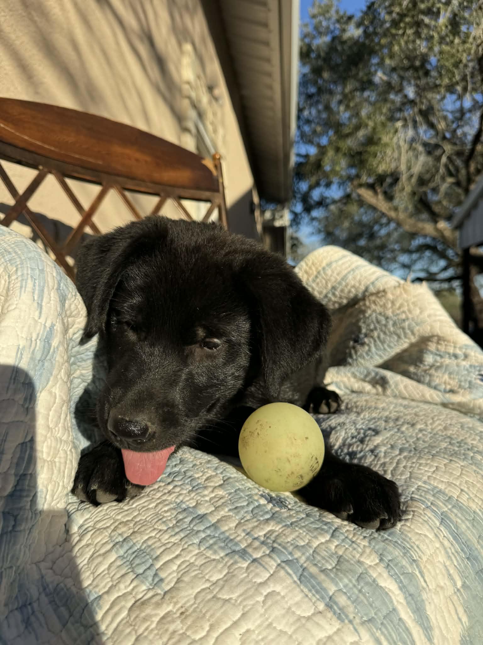 Enlarge Sasha, a Adoptable mixed breed in Atlanta, GA image 6/6