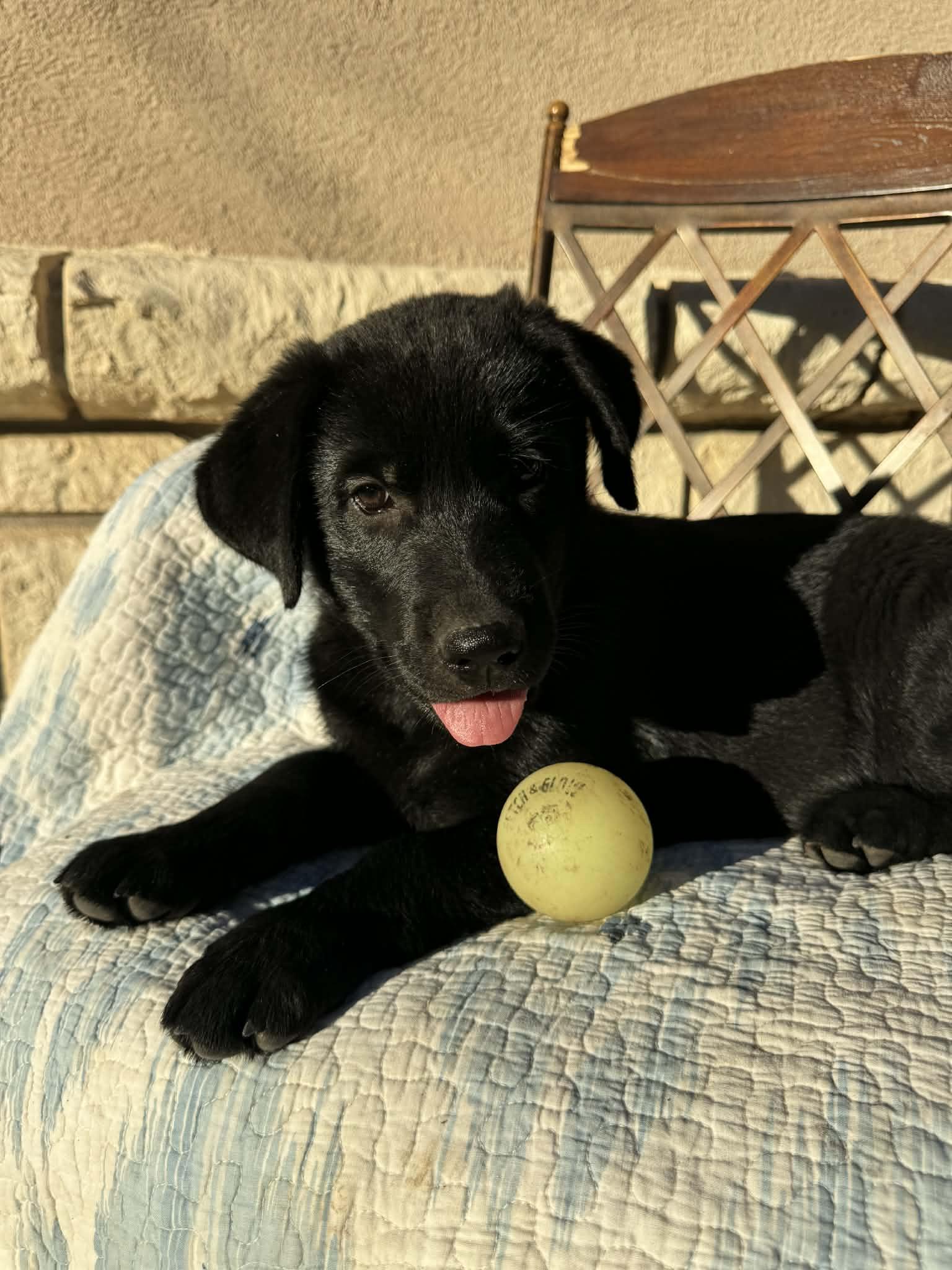 Enlarge Sasha, a Adoptable mixed breed in Atlanta, GA image 1/6