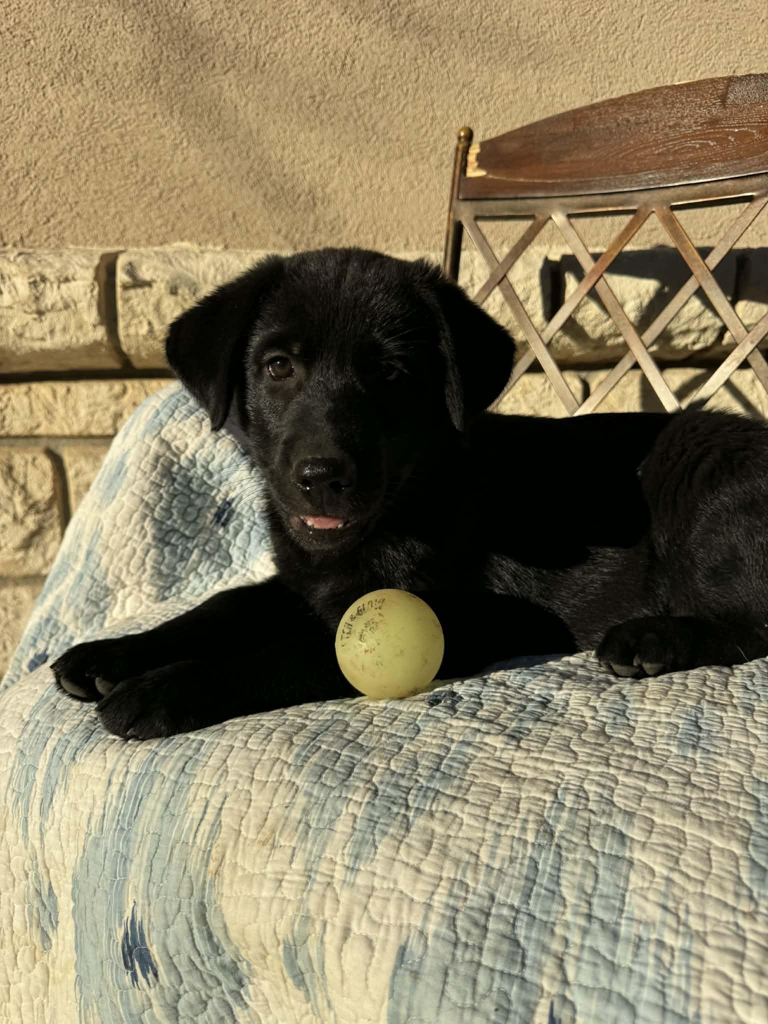 Enlarge Sasha, a Adoptable mixed breed in Atlanta, GA image 4/6