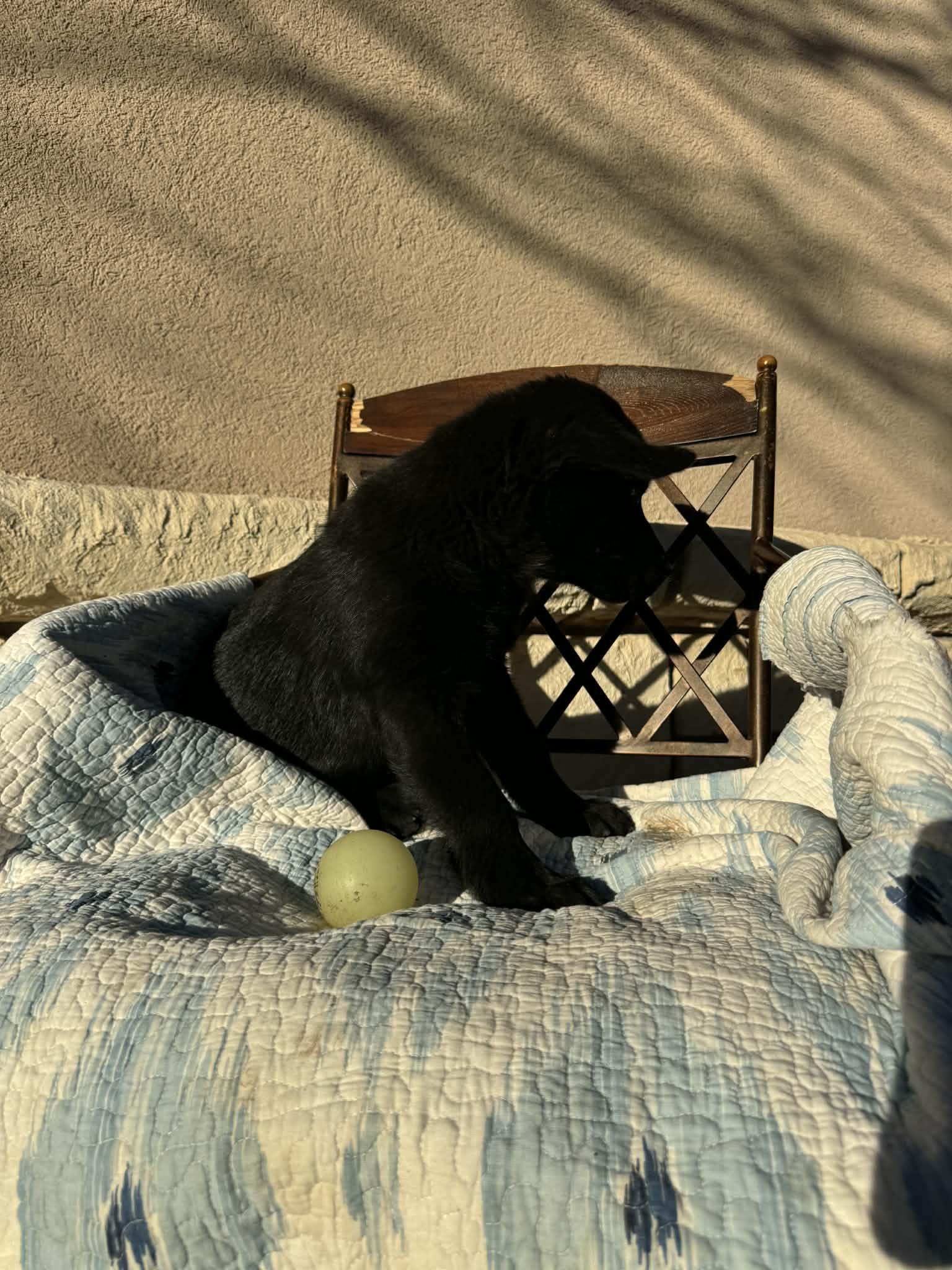 Enlarge Sasha, a Adoptable mixed breed in Atlanta, GA image 3/6