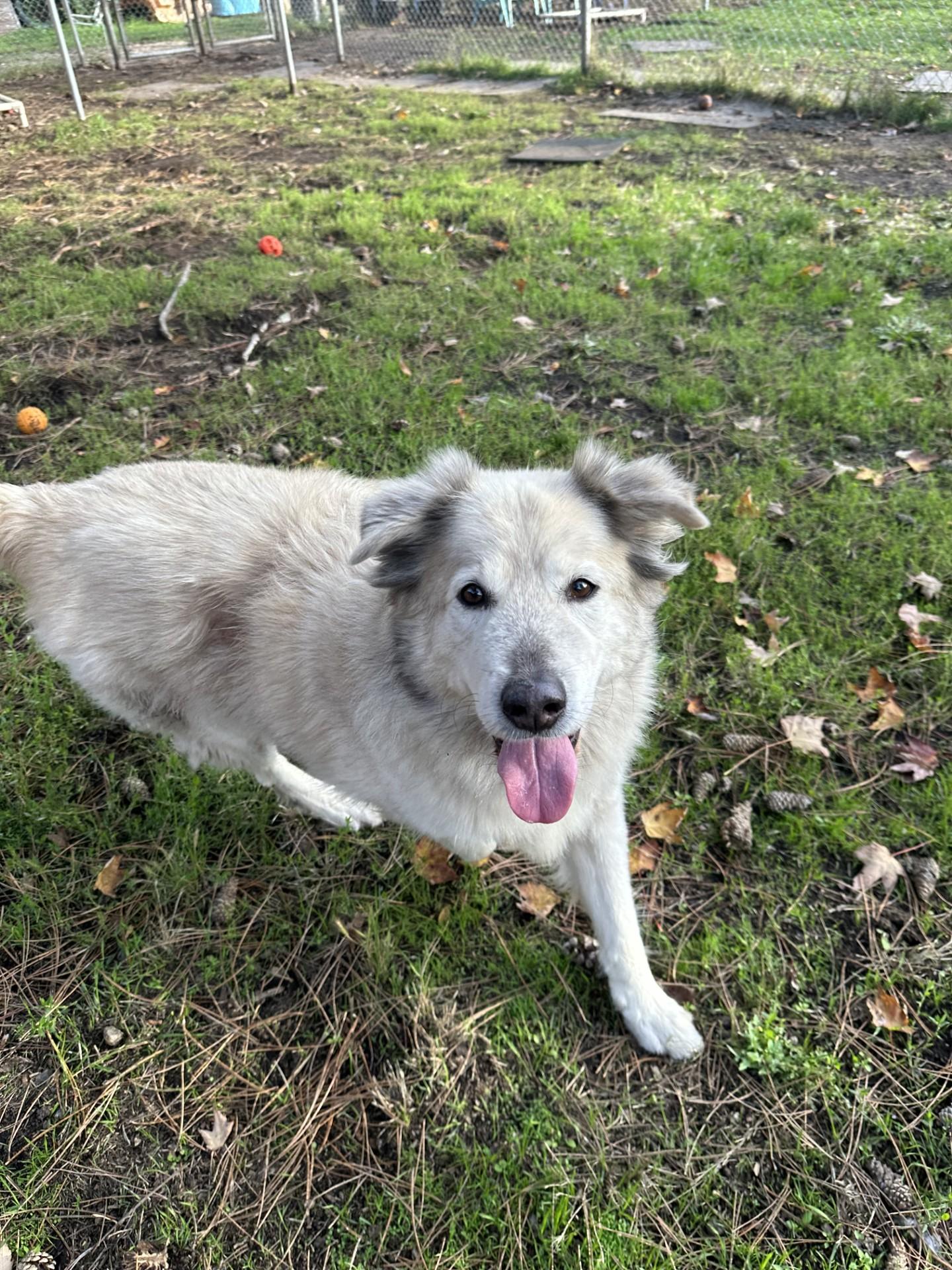 Buddy, a Adoptable mixed breed in Vancouver, BC image 5/6
