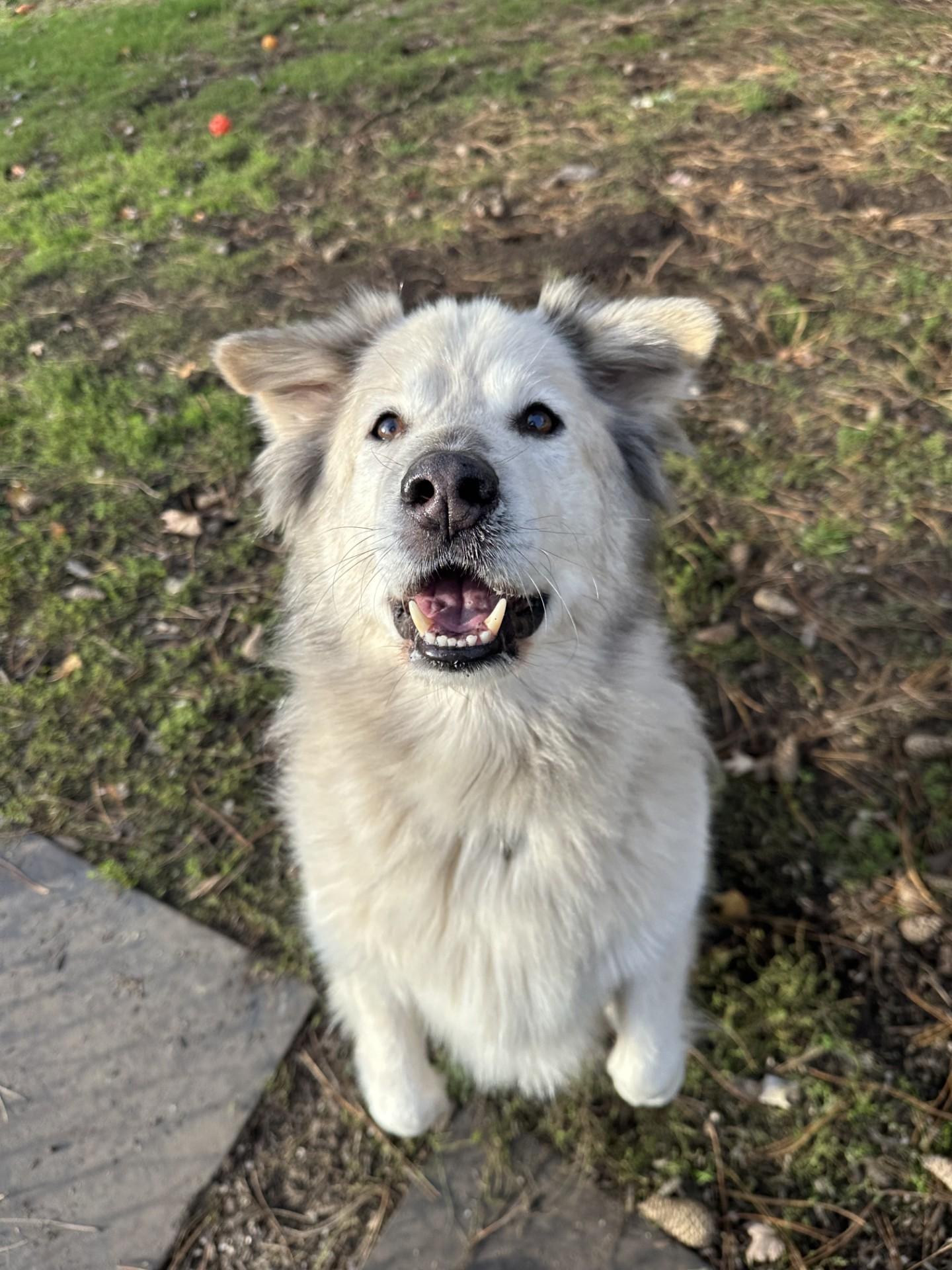 Buddy, a Adoptable mixed breed in Vancouver, BC image 3/6