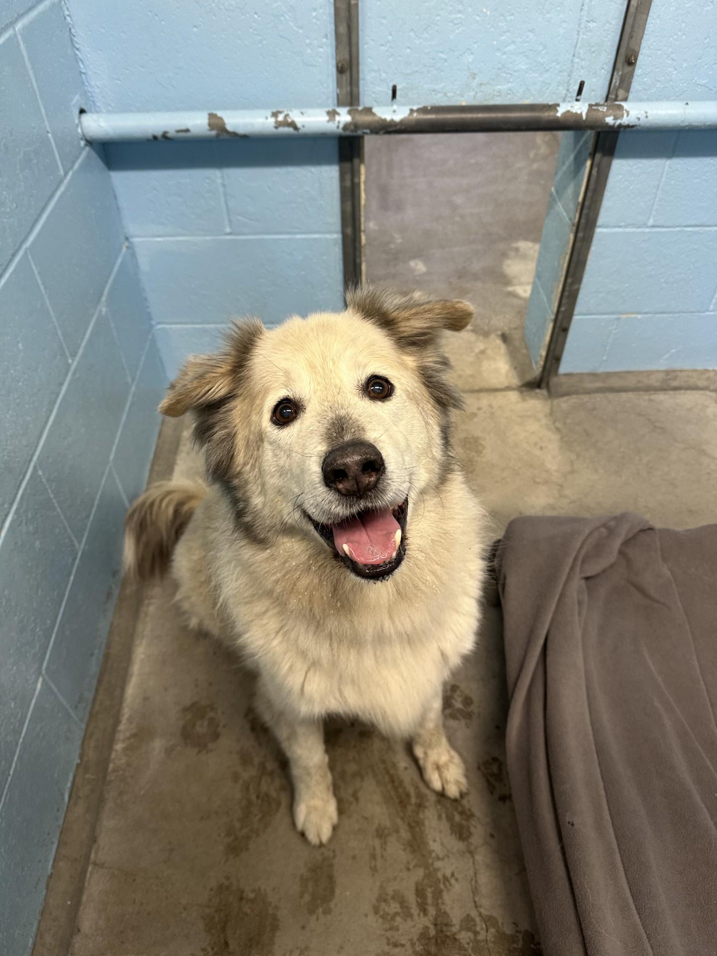 Buddy, a Adoptable mixed breed in Vancouver, BC image 2/6