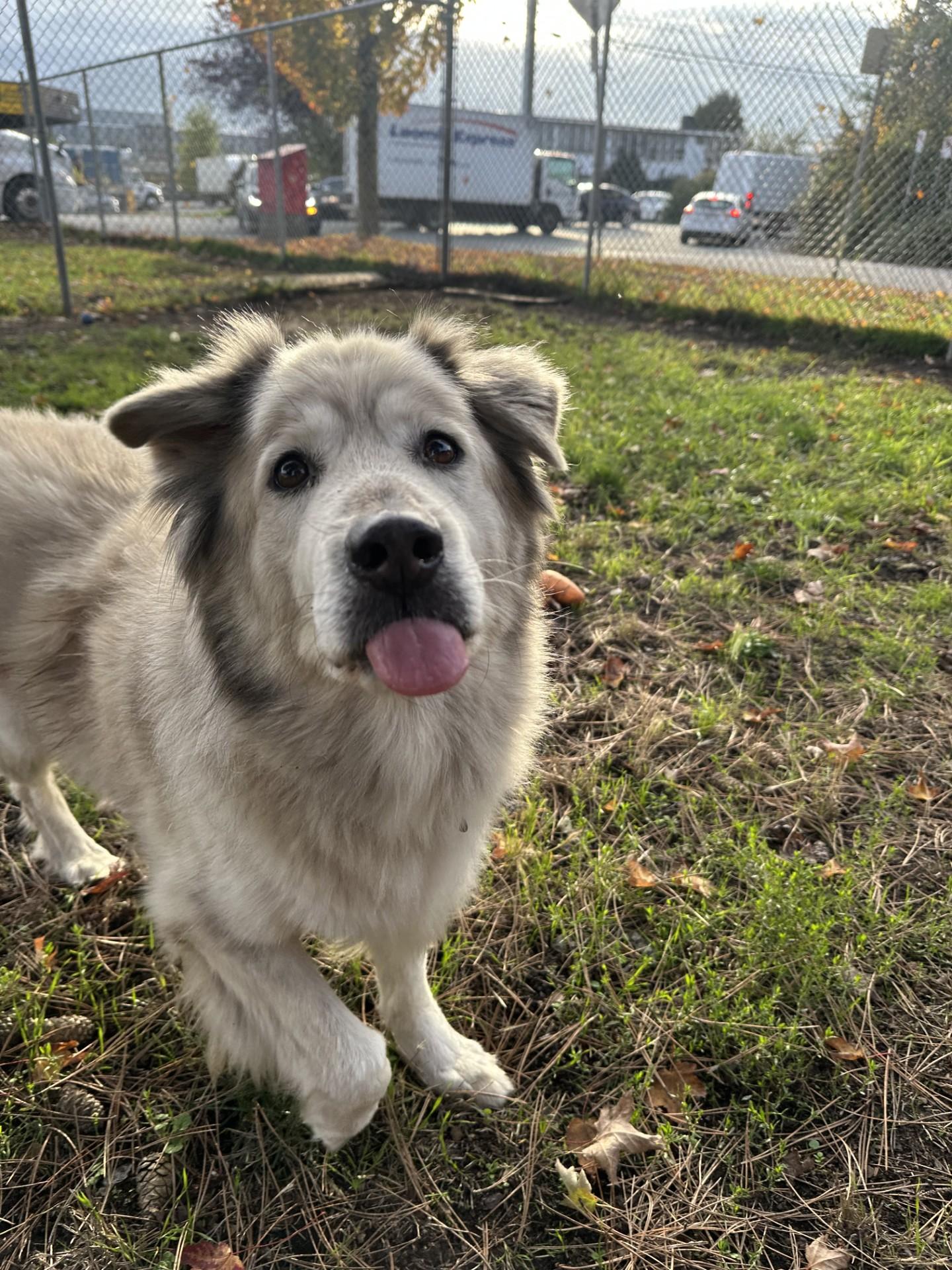 Buddy, a Adoptable mixed breed in Vancouver, BC image 6/6