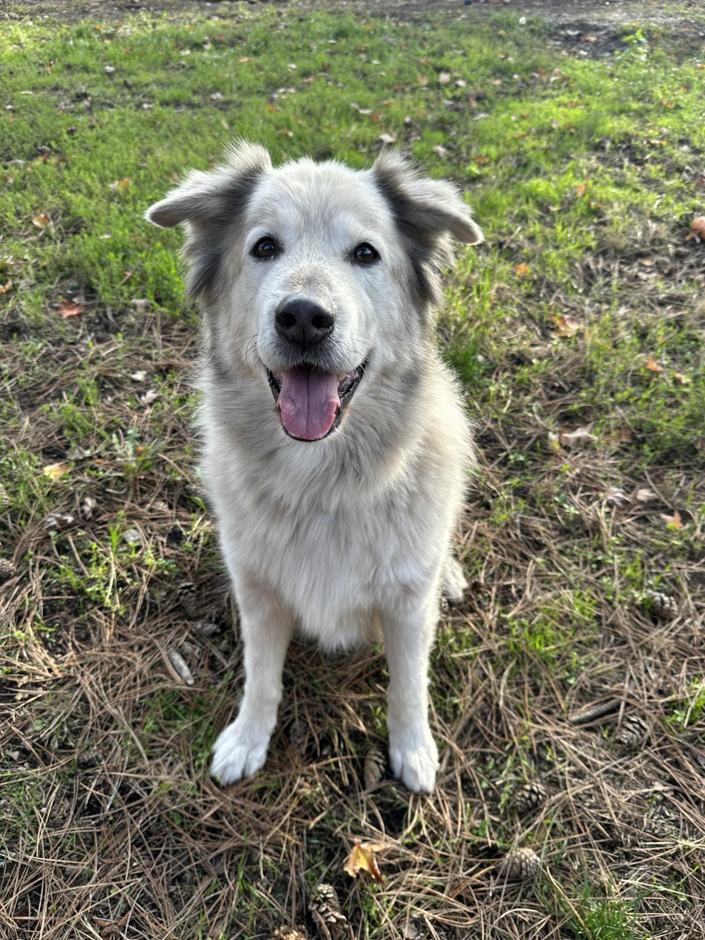 Buddy, a Adoptable mixed breed in Vancouver, BC image 4/6