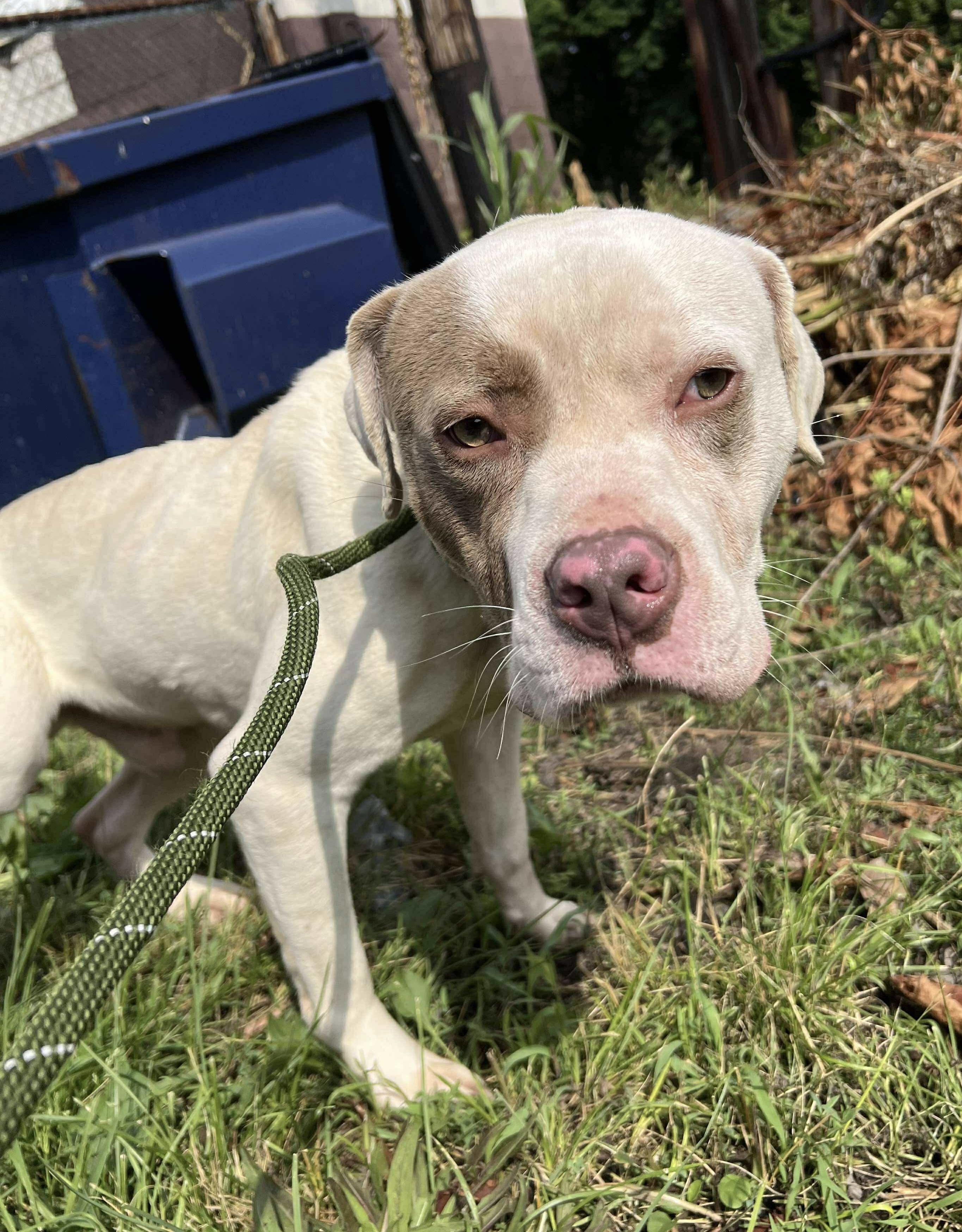 Marshall, Adult Male Pit Bull Terrier