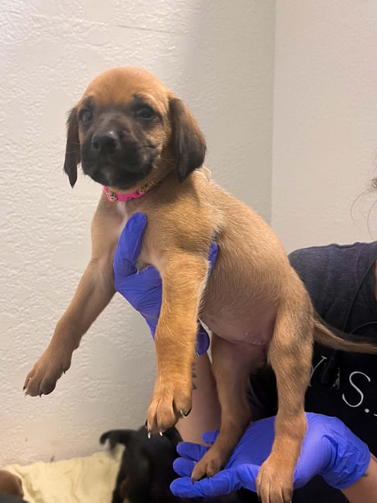 Enlarge Trickster, a ADOPTABLE mixed breed in Richmond, KY image 2/6