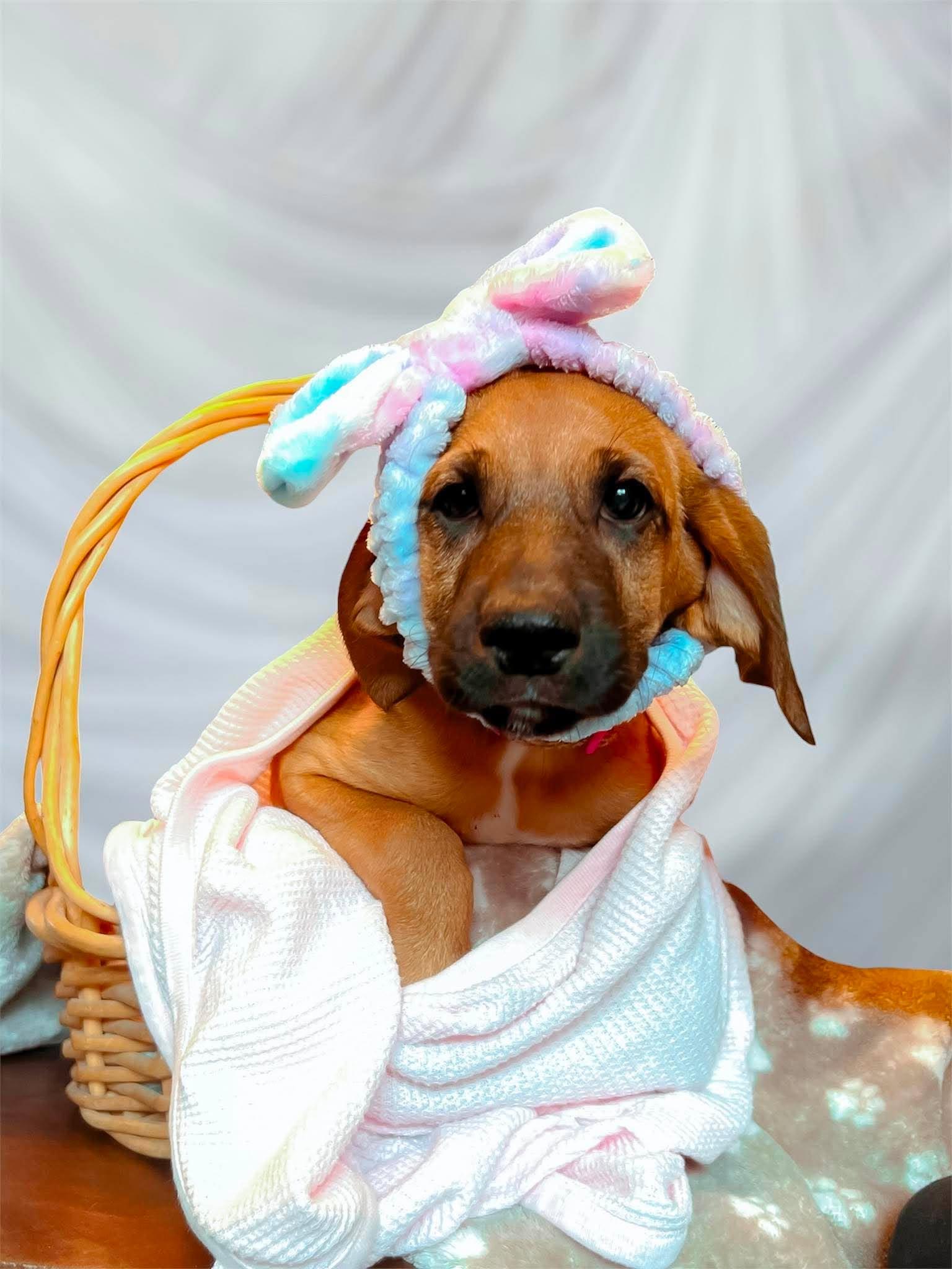 Enlarge Trickster, a ADOPTABLE mixed breed in Richmond, KY image 1/6