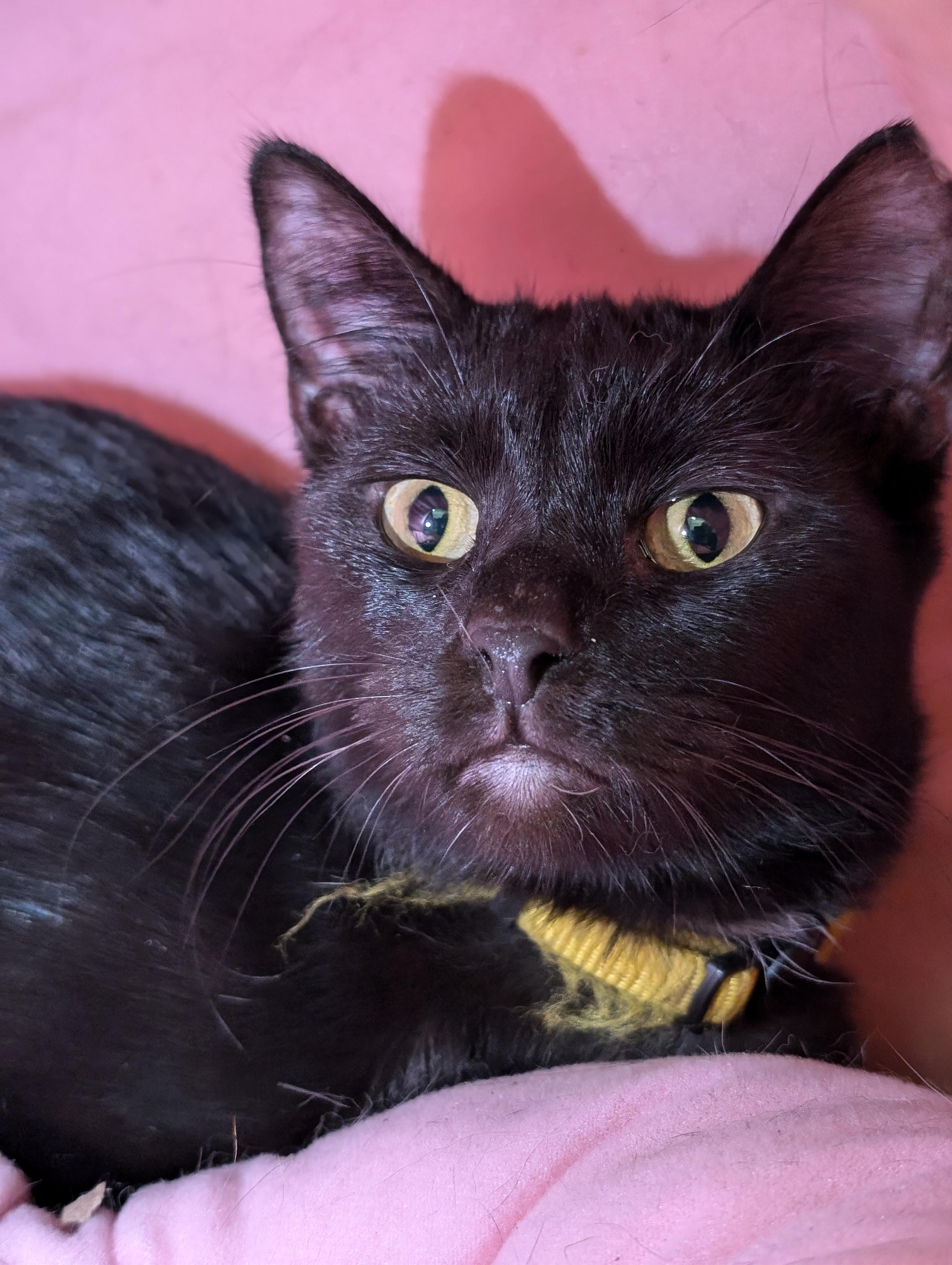 Onyx, a Adoptable Domestic Short Hair in Tilton, IL image 3/6