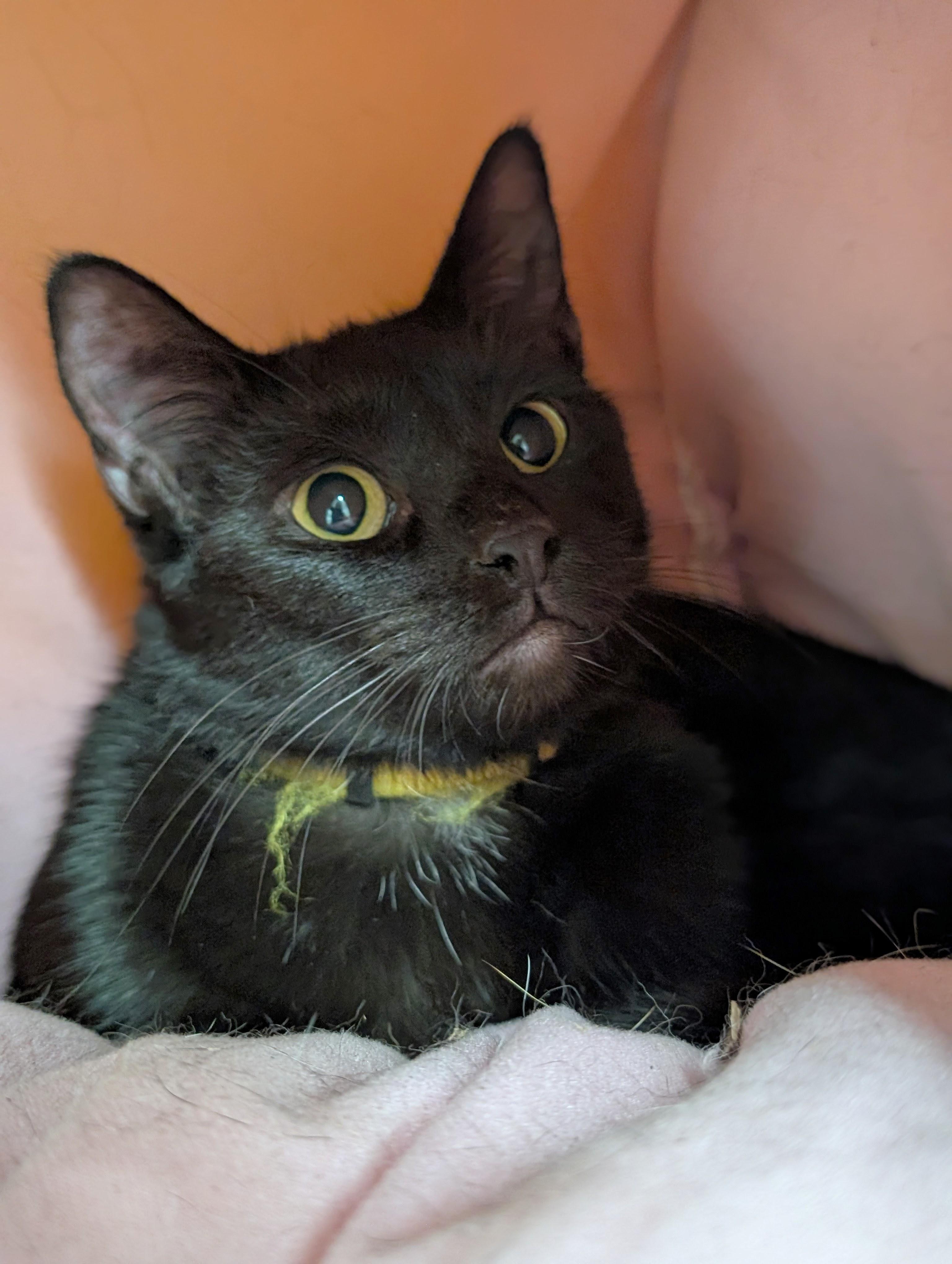 Onyx, a Adoptable Domestic Short Hair in Tilton, IL image 2/6