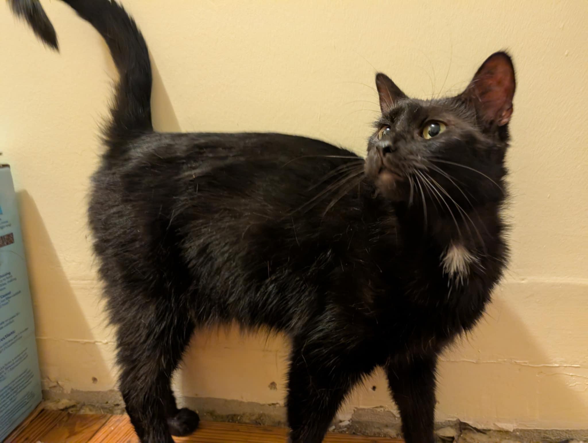 Onyx, a Adoptable Domestic Short Hair in Tilton, IL image 4/6