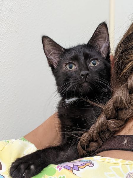 Onyx, a Adoptable Domestic Short Hair in Tilton, IL image 6/6