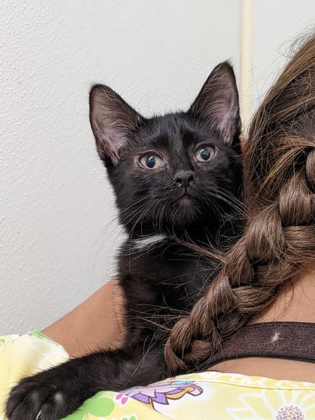 Onyx, a Adoptable Domestic Short Hair in Tilton, IL image 5/6