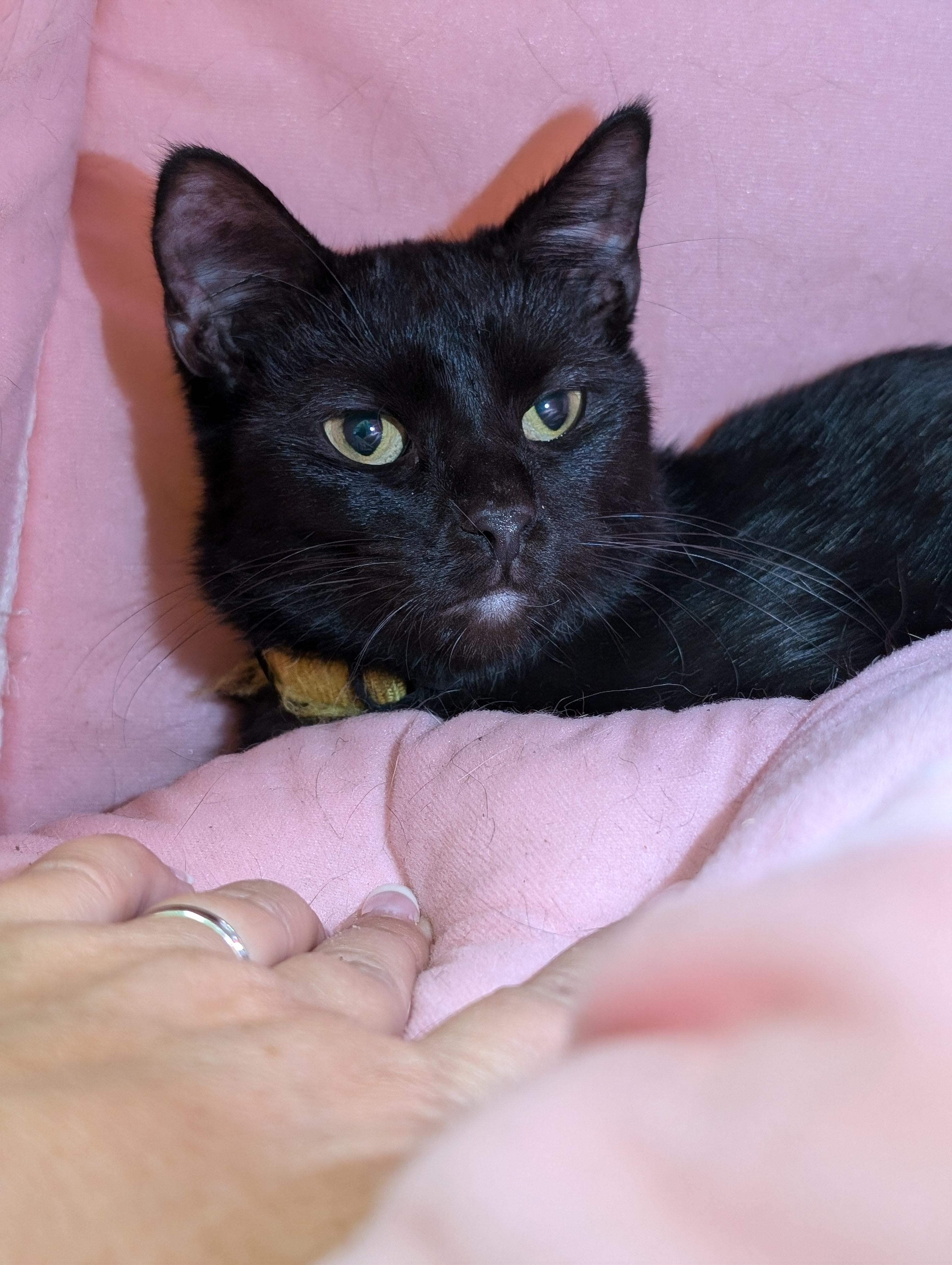 Onyx, a Adoptable Domestic Short Hair in Tilton, IL image 1/6