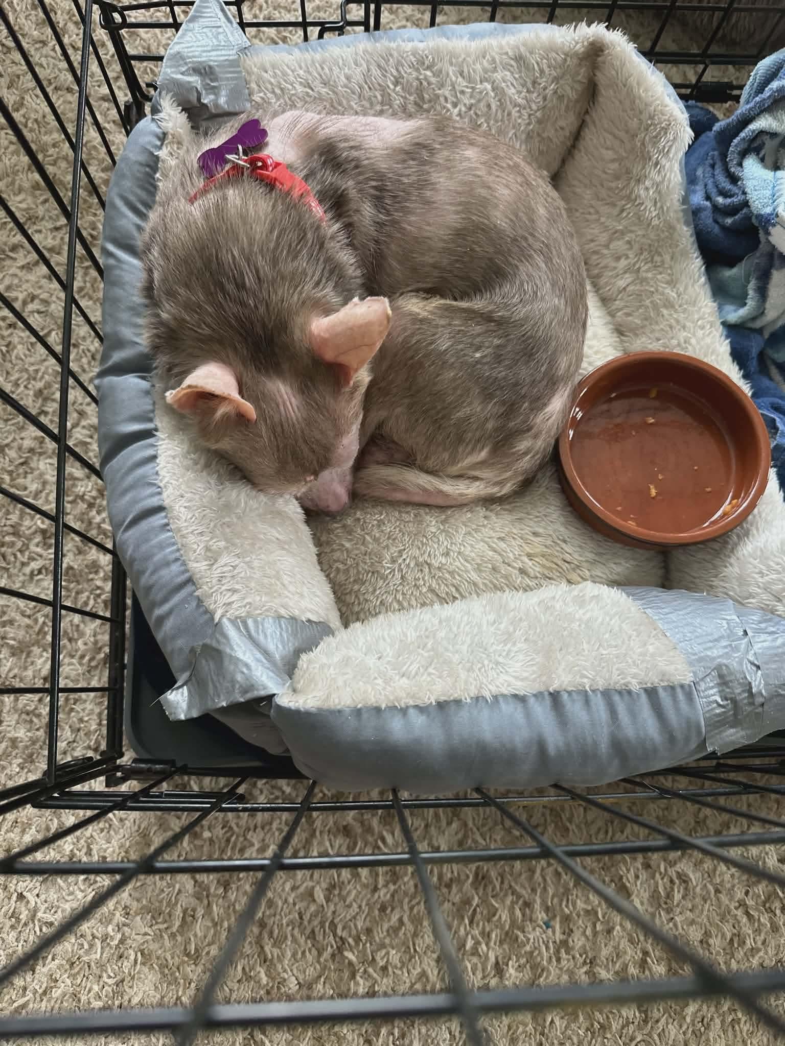 Enlarge Curly Fries, a Adoptable Chihuahua in Mebane, NC image 3/3