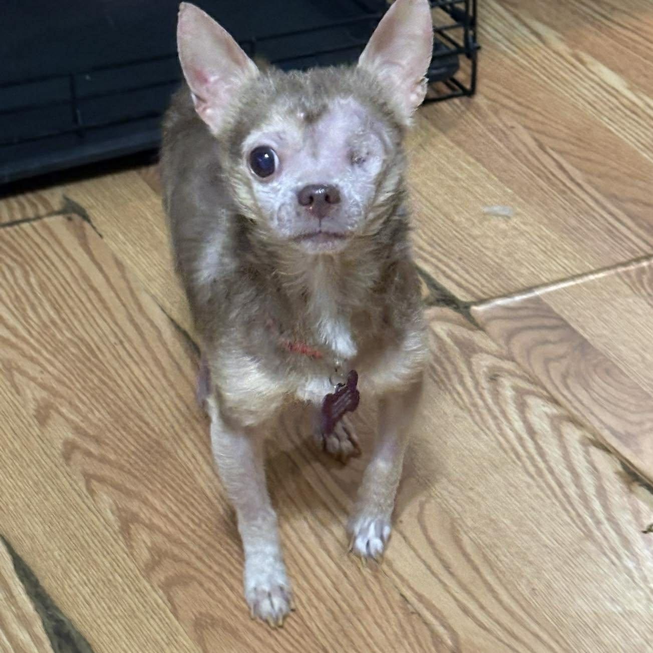 Enlarge Curly Fries, a Adoptable Chihuahua in Mebane, NC image 1/3