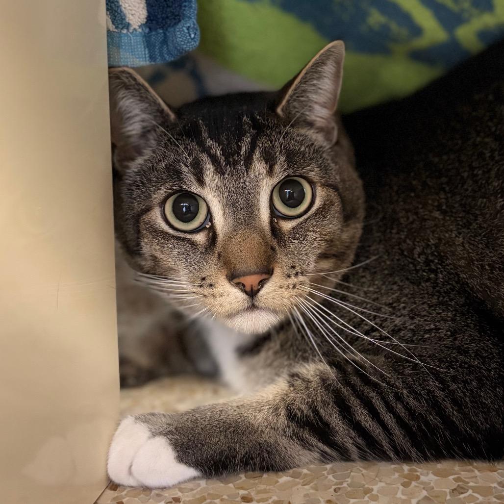 Shadow, Adoptable, Adult Male Domestic Short Hair & Siamese.