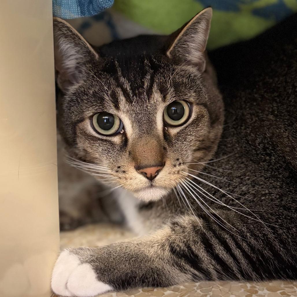 Enlarge Shadow, a Adoptable mixed breed in Santa Barbara, CA image 2/4