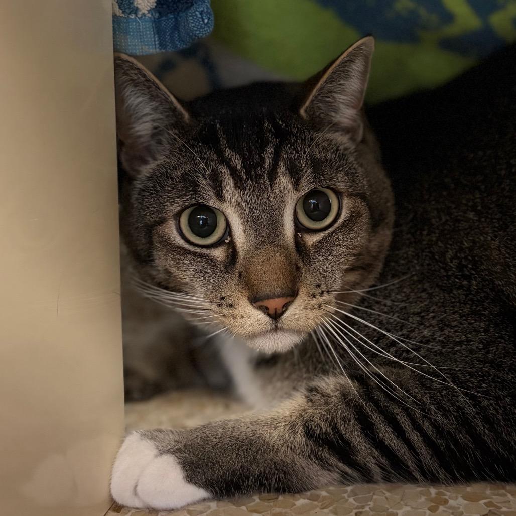 Enlarge Shadow, a Adoptable mixed breed in Santa Barbara, CA image 3/4