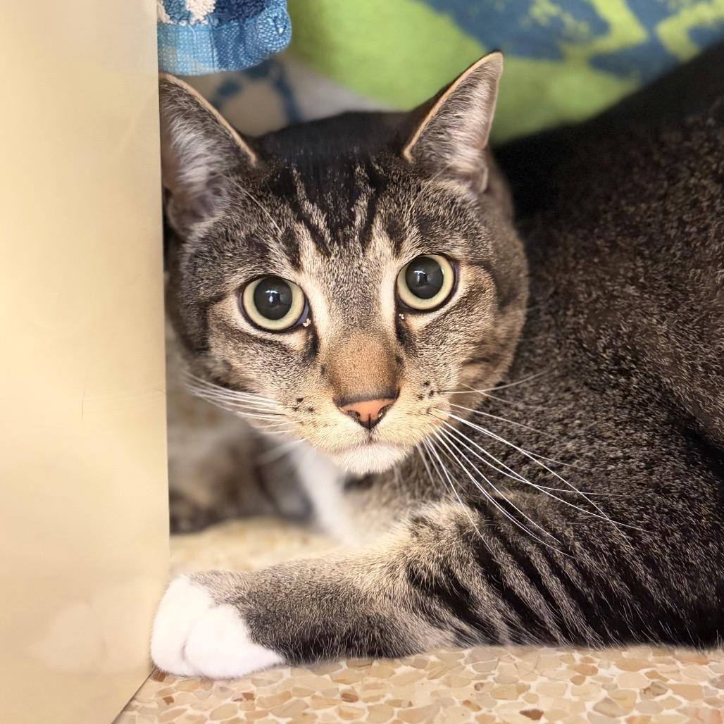 Enlarge Shadow, a Adoptable mixed breed in Santa Barbara, CA image 4/4