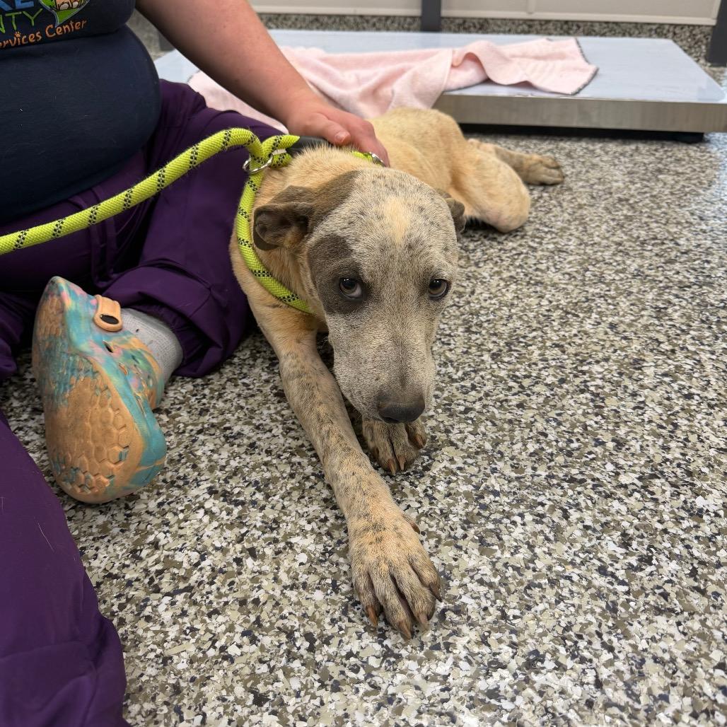 Sweet Corn, Adoptable, Young Male Pit Bull Terrier.