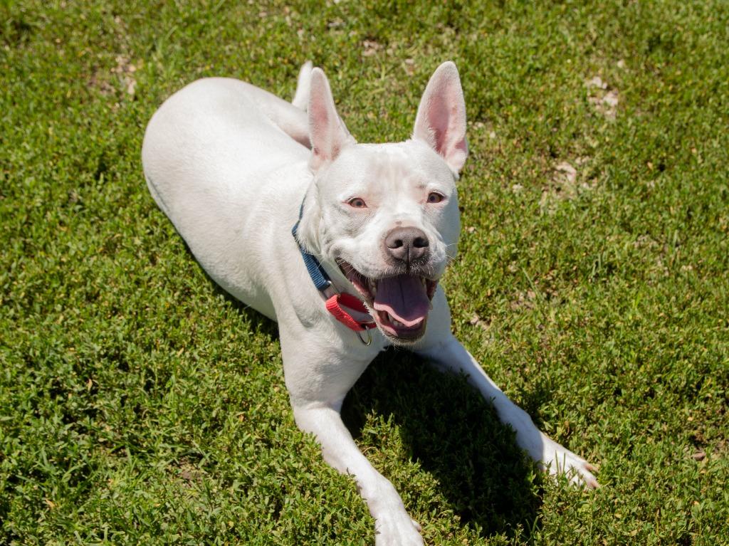 Snow, Adoptable, Young Female Pit Bull Terrier & Mixed Breed.