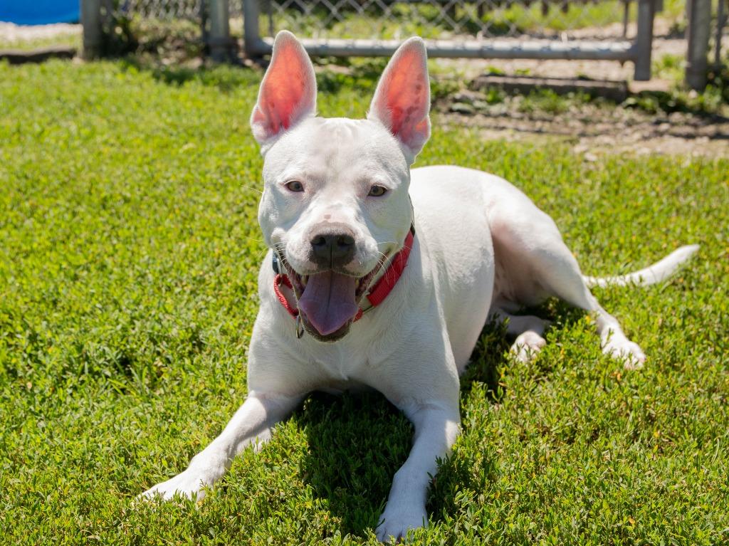 Snow, a Adoptable mixed breed in Lansing, KS image 2/2
