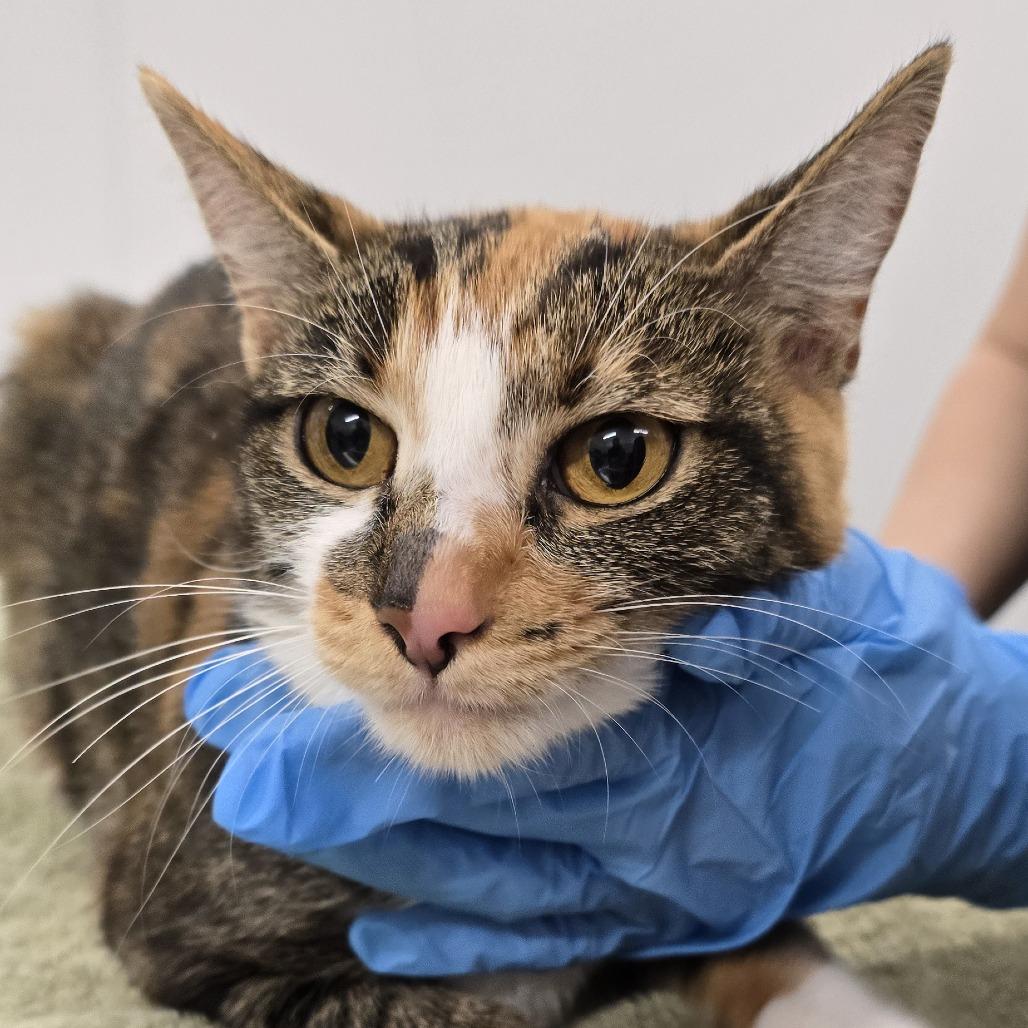 Enlarge Belly, a Adoptable Domestic Short Hair in Winston Salem, NC image 1/1