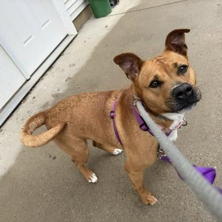 Enlarge Artemis, an adoptable mixed breed in Lake Odessa, MI image 2/6
