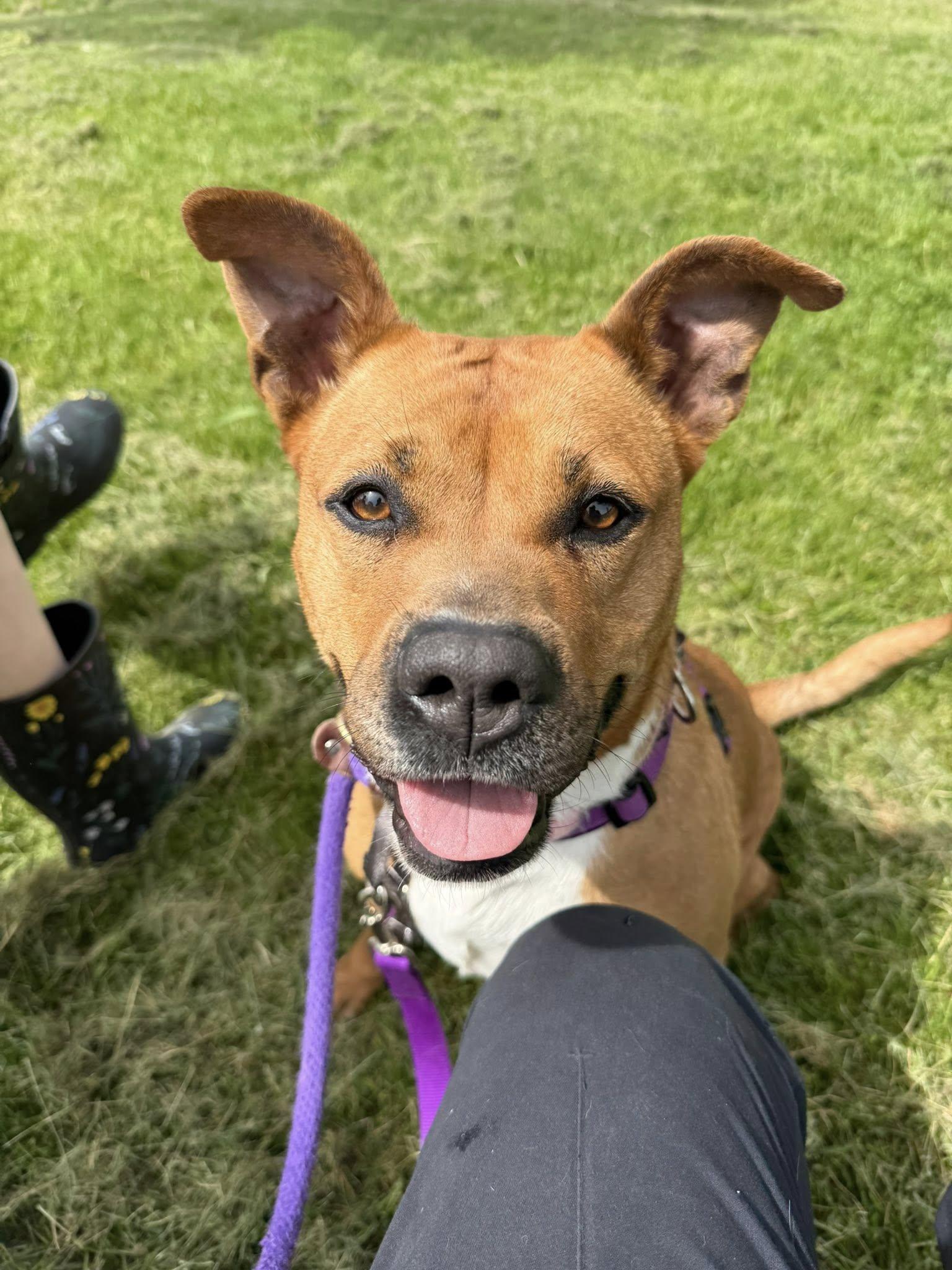 Enlarge Artemis, an adoptable mixed breed in Lake Odessa, MI image 3/6