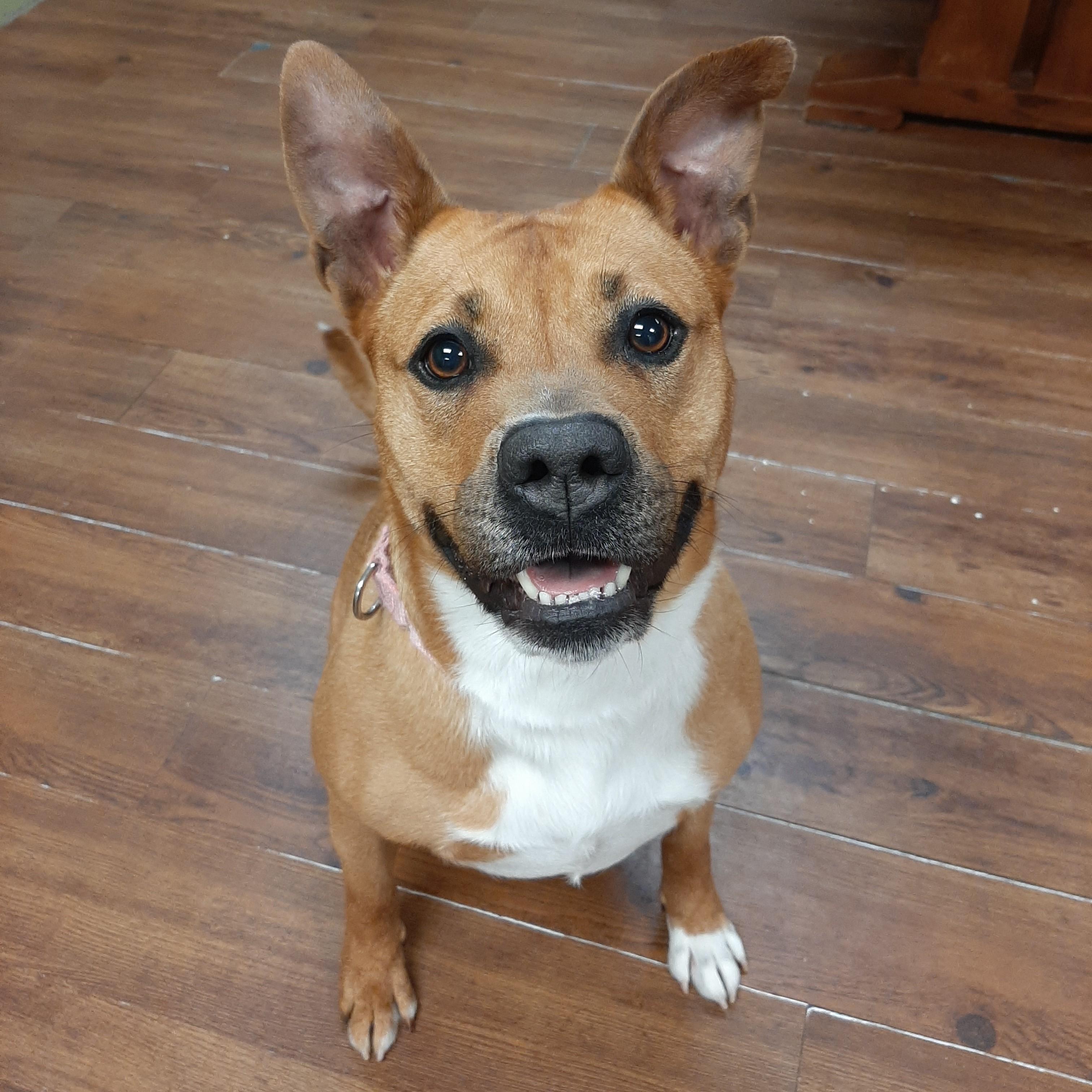 Enlarge Artemis, an adoptable mixed breed in Lake Odessa, MI image 4/6
