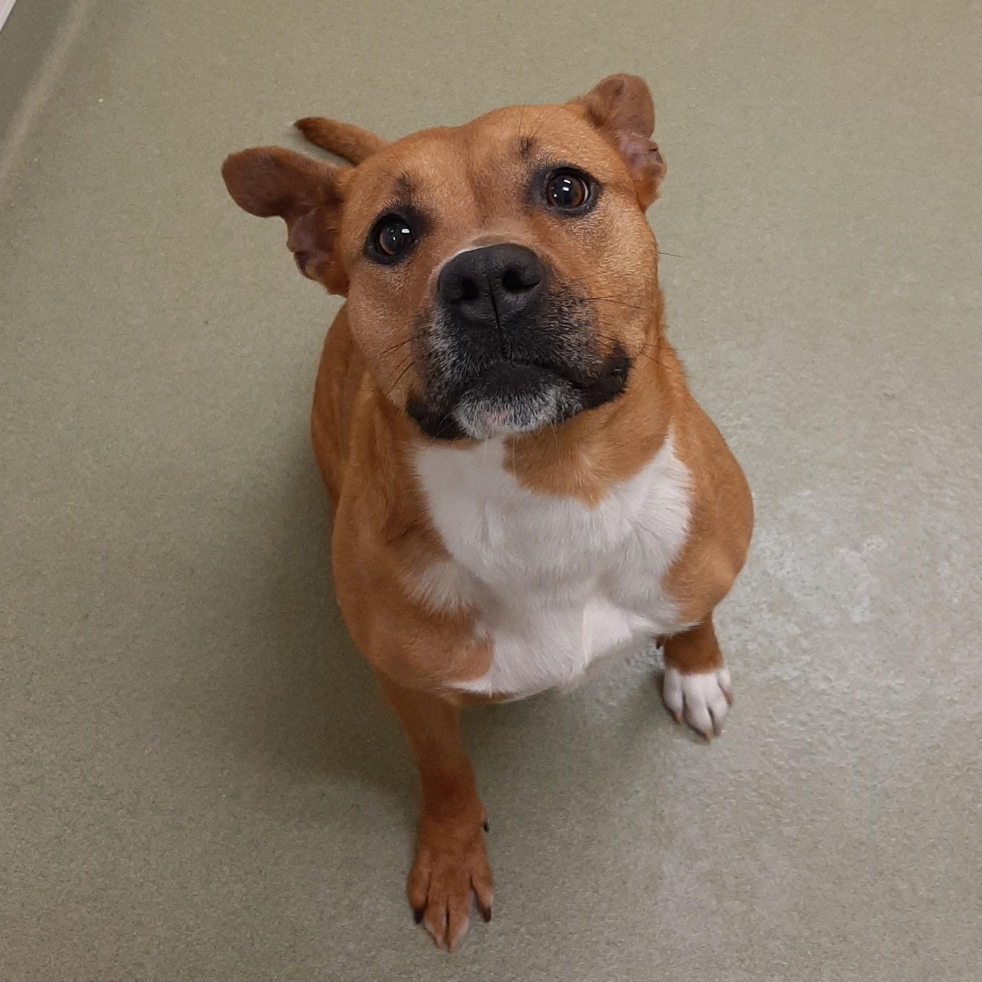 Enlarge Artemis, an adoptable mixed breed in Lake Odessa, MI image 6/6