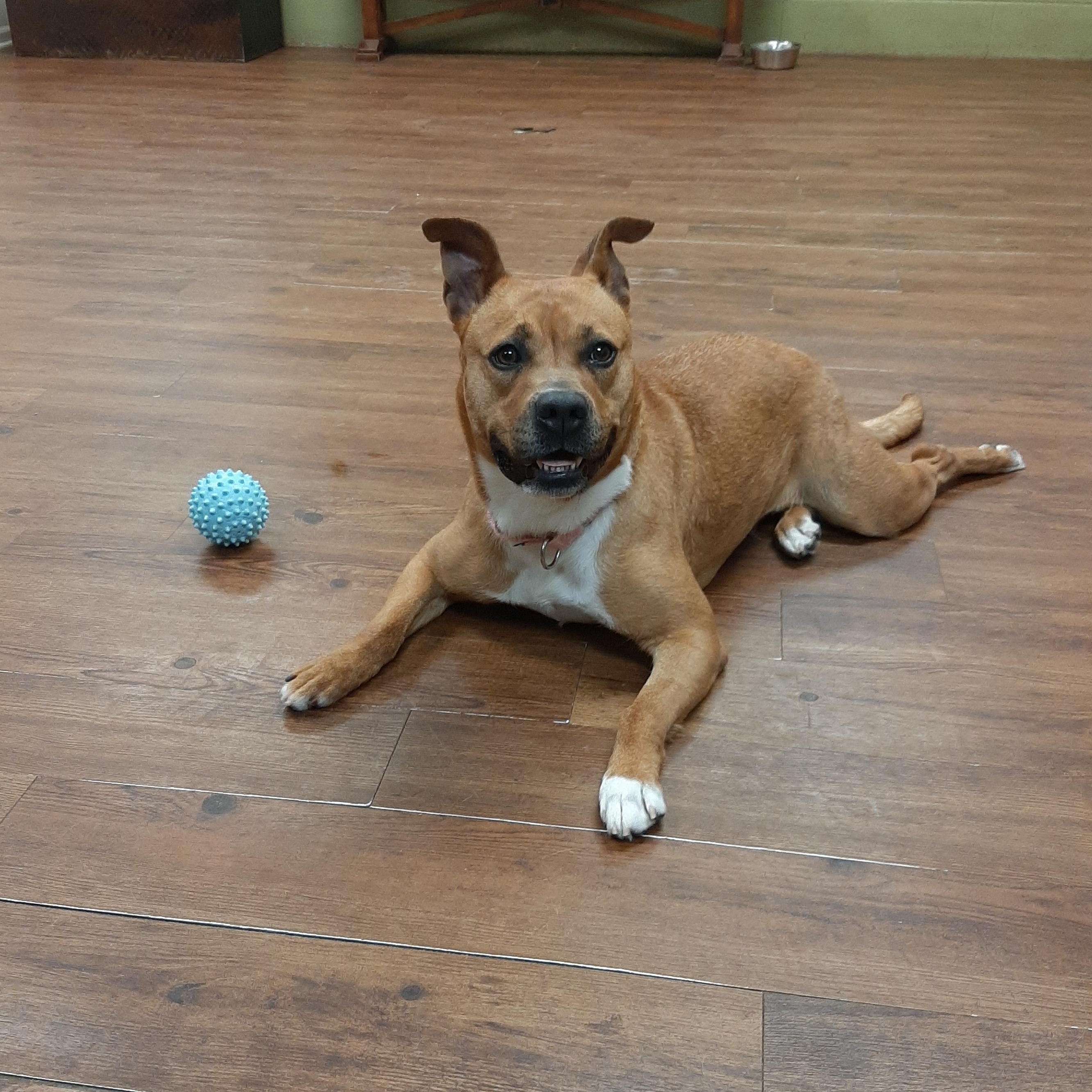 Enlarge Artemis, an adoptable mixed breed in Lake Odessa, MI image 5/6