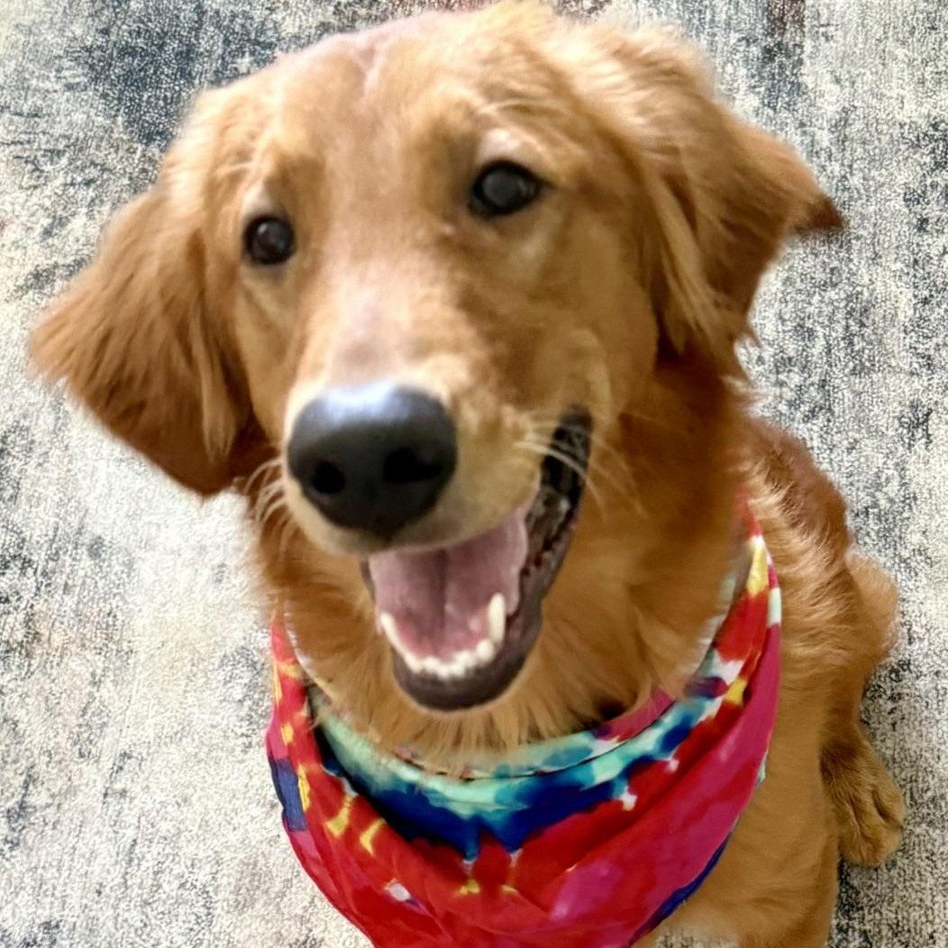 Travis, a ADOPTABLE Golden Retriever in New Canaan, CT image 5/6