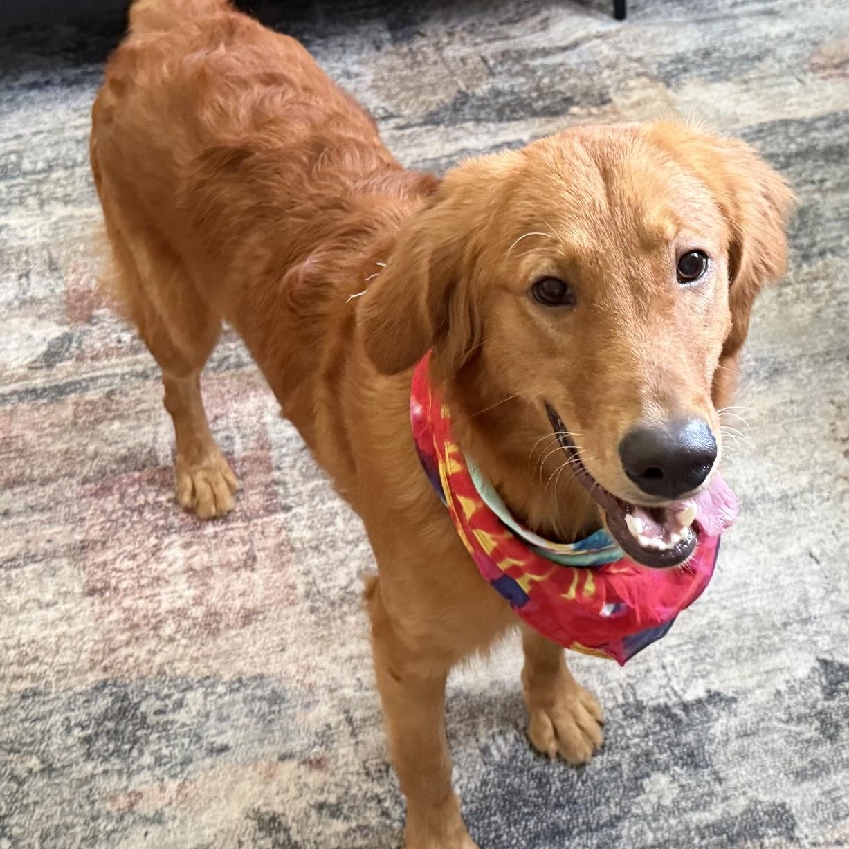 Travis, a ADOPTABLE Golden Retriever in New Canaan, CT image 4/6