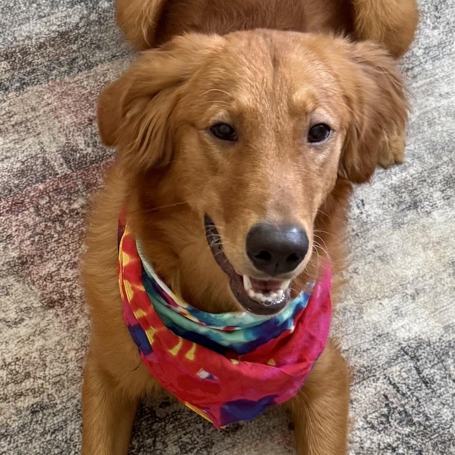 Travis, a ADOPTABLE Golden Retriever in New Canaan, CT image 3/6