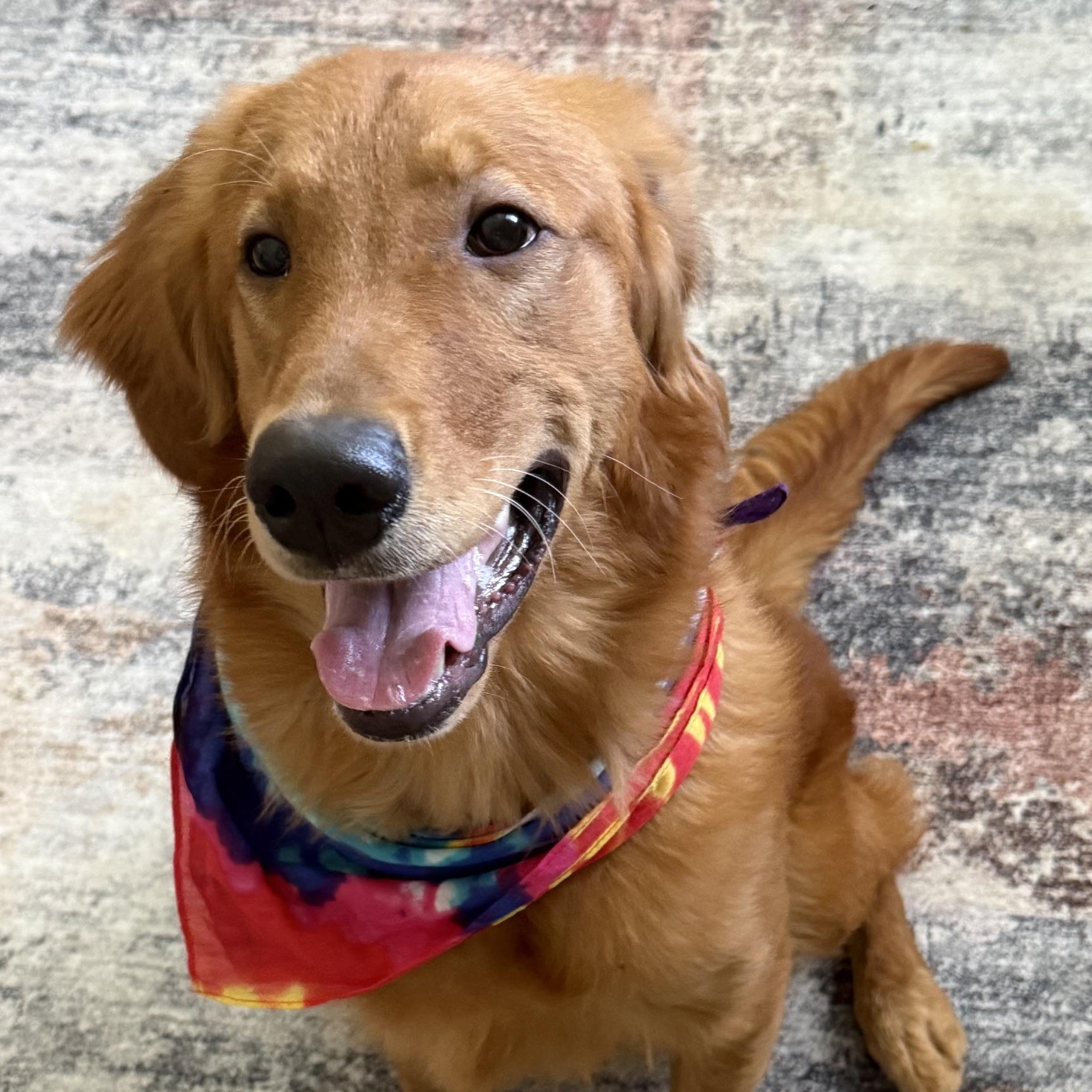 Travis, a ADOPTABLE Golden Retriever in New Canaan, CT image 2/6