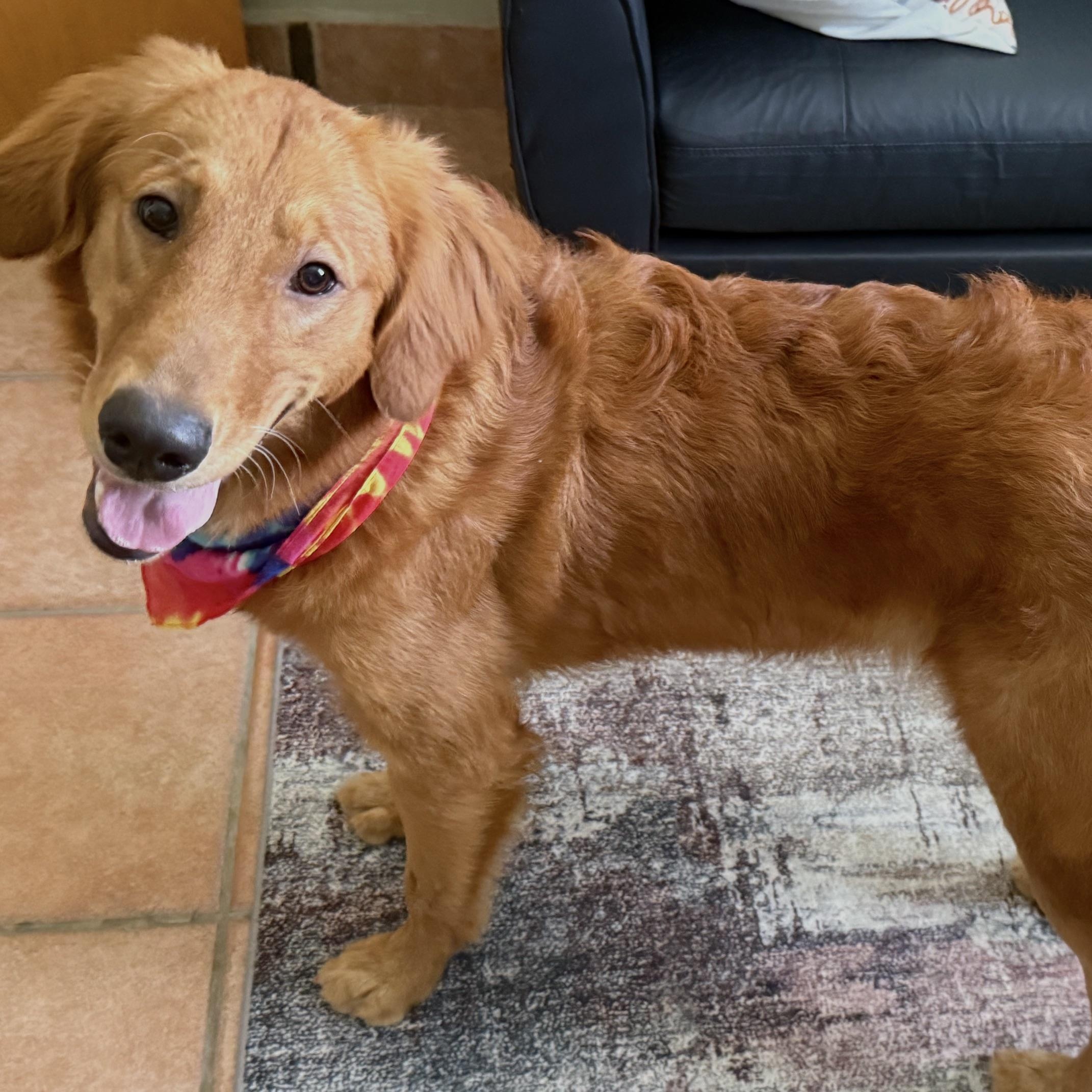 Travis, ADOPTABLE, Young Male Golden Retriever.