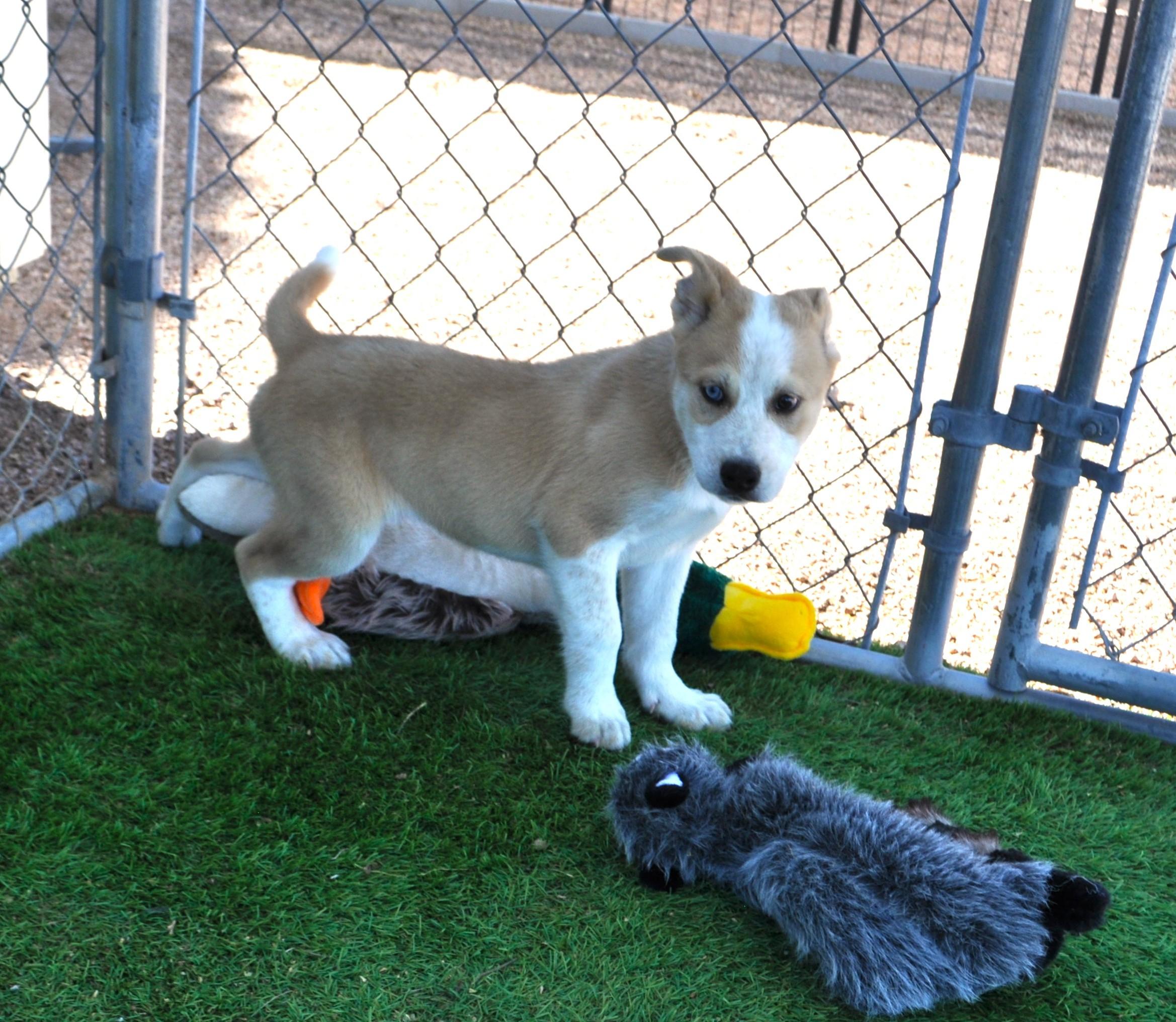 Grandview, a ADOPTABLE mixed breed in Apache Junction, AZ image 3/3